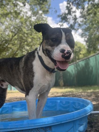 Gambit — thumbnail 4