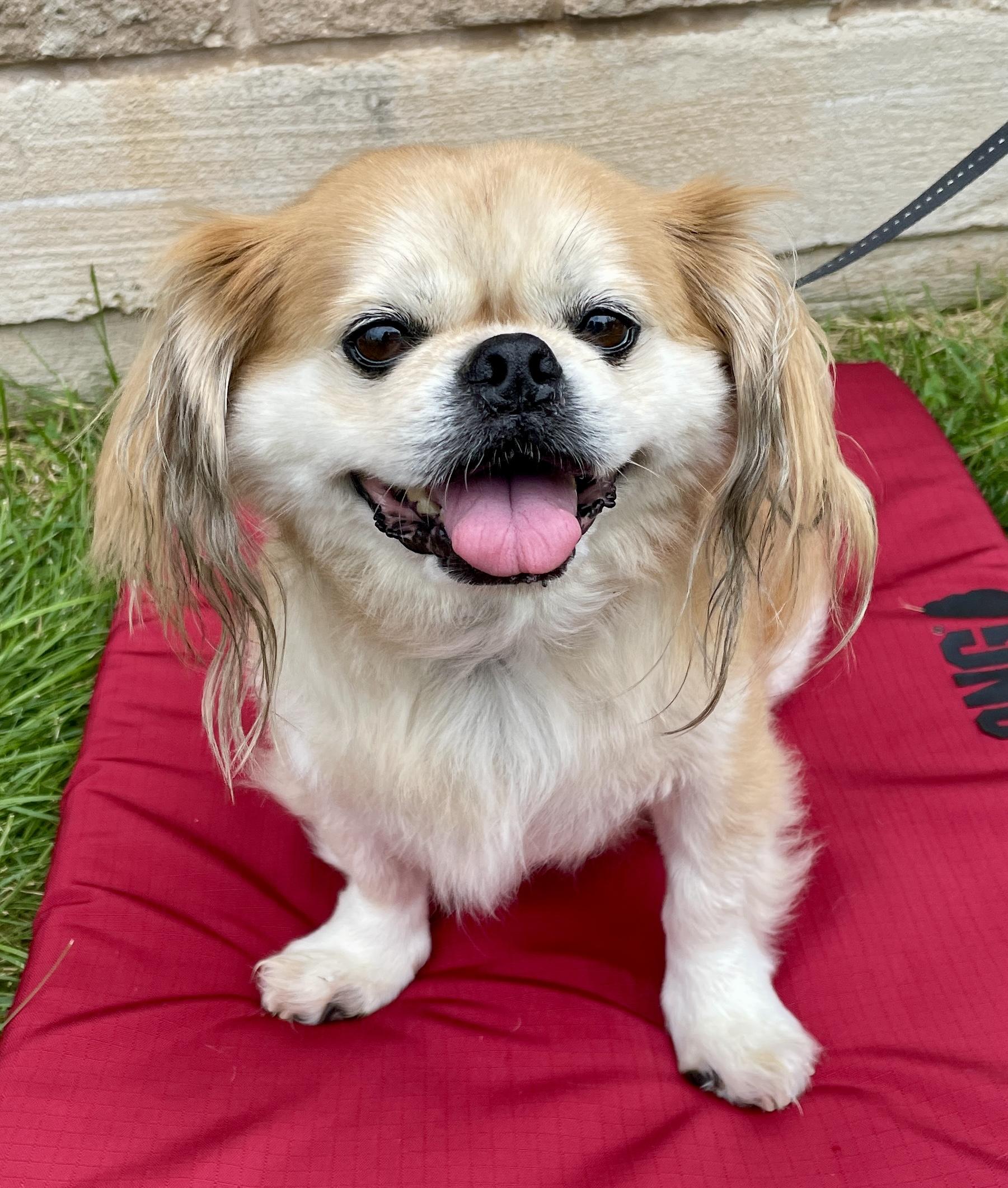 Simba, an adoptable Pekingese in Warren, NJ, 07059 | Photo Image 1