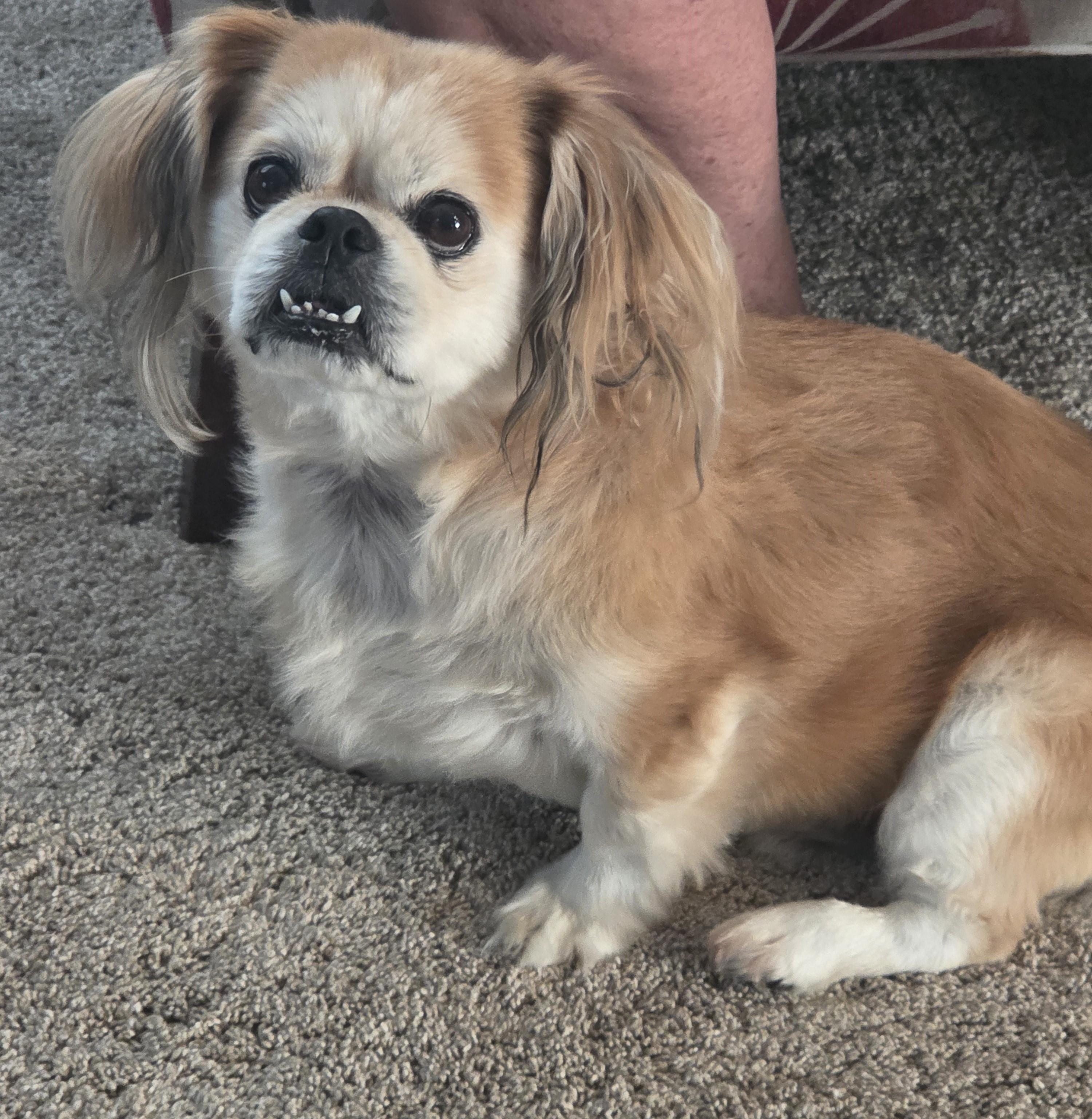 Simba, an adoptable Pekingese in Warren, NJ, 07059 | Photo Image 2