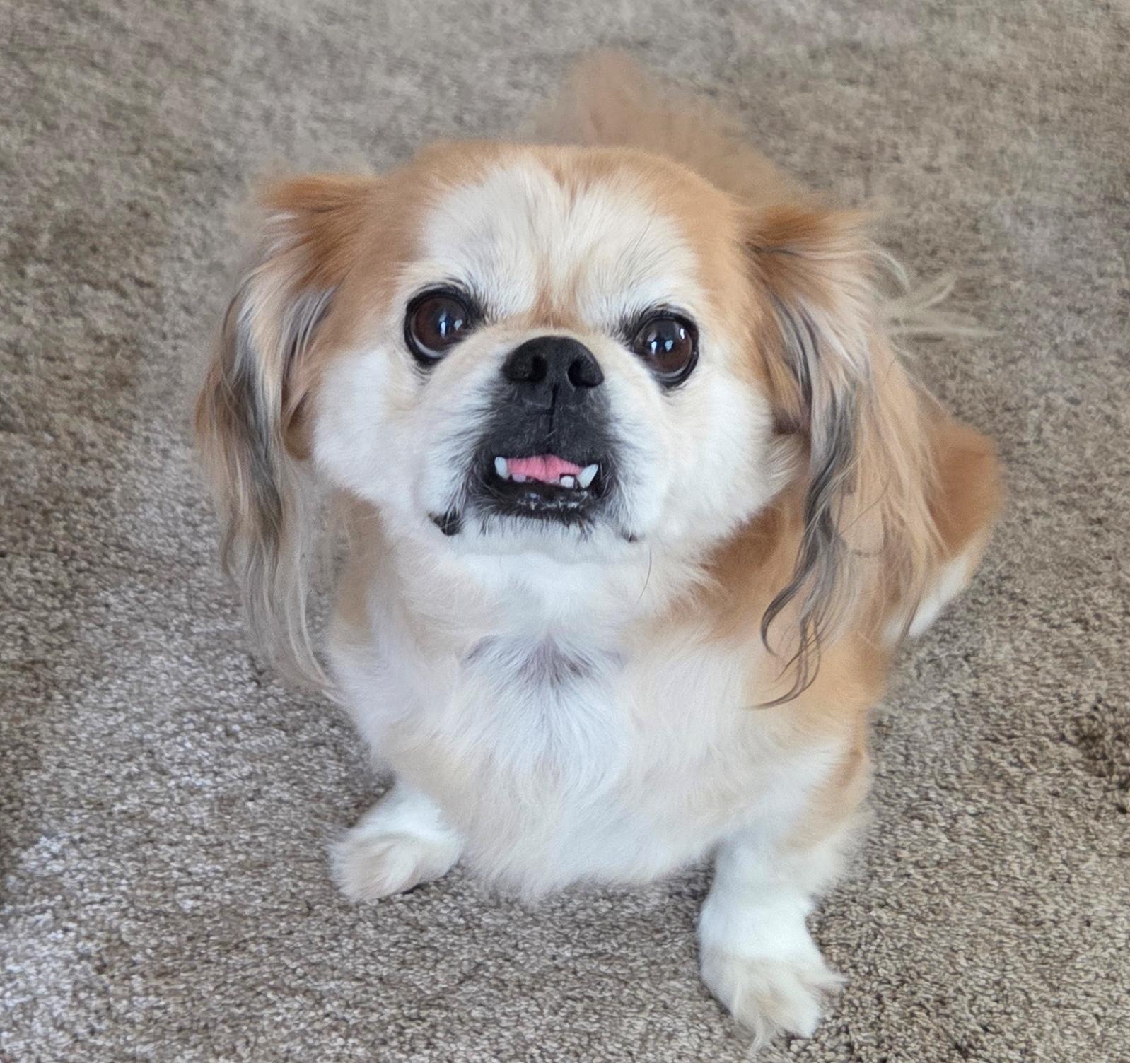 Simba, an adoptable Pekingese in Warren, NJ, 07059 | Photo Image 3