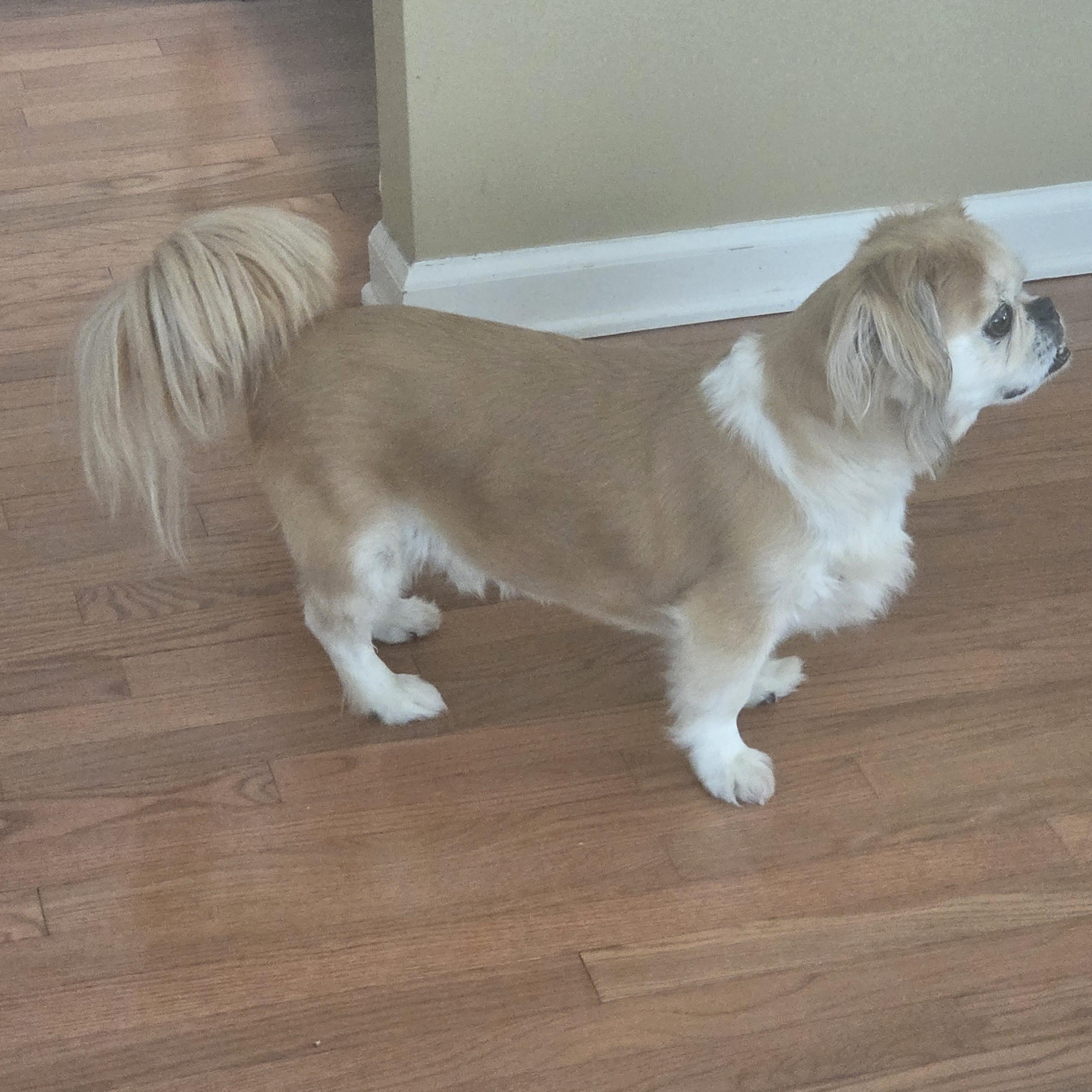 Simba, an adoptable Pekingese in Warren, NJ, 07059 | Photo Image 4