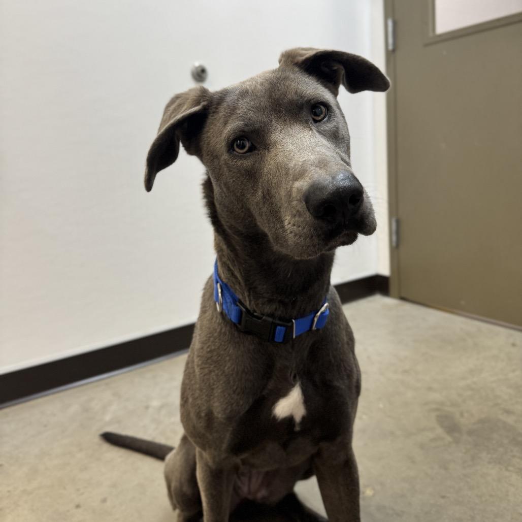 Enlarge Inez, a Adoptable Mixed Breed in Washington Township, OH image 1/6