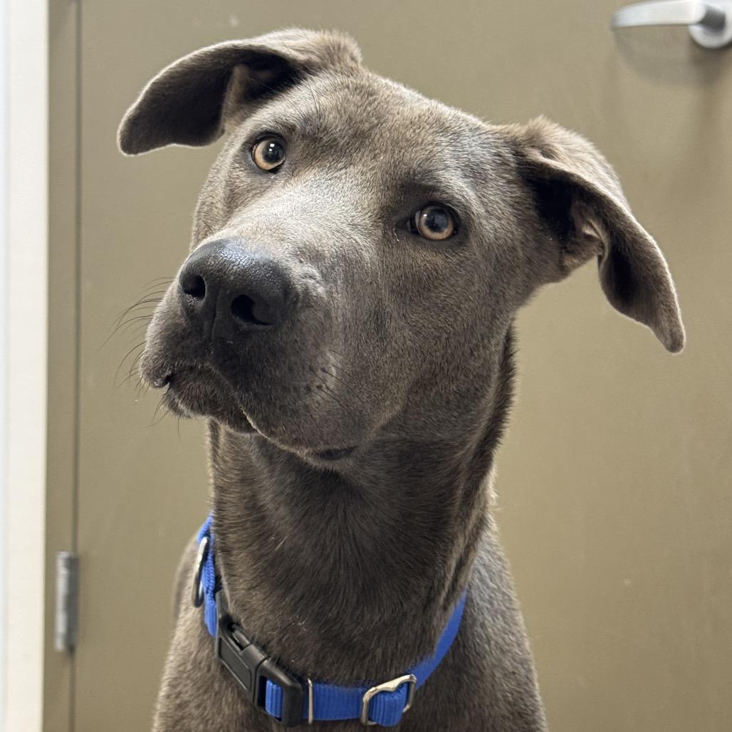 Enlarge Inez, a Adoptable Mixed Breed in Washington Township, OH image 3/6