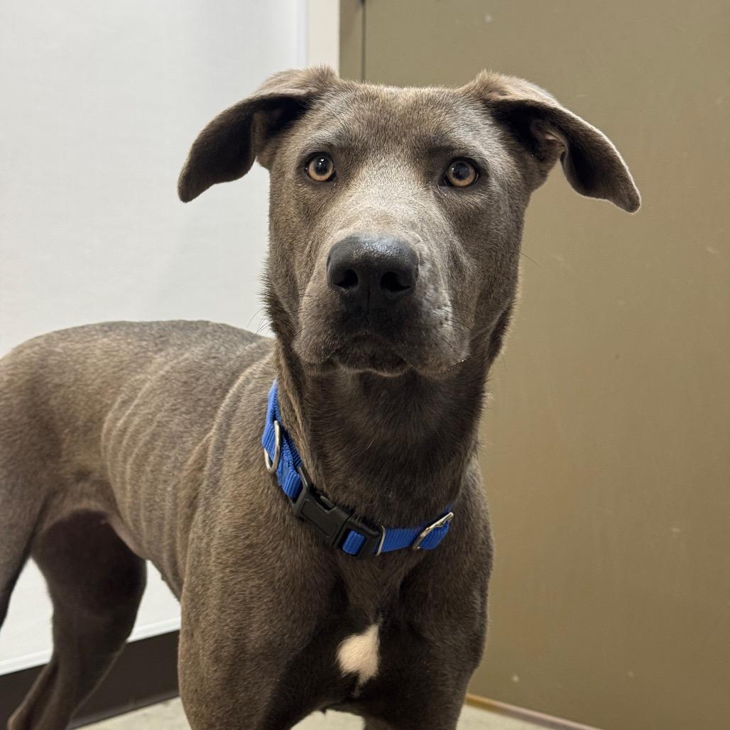 Enlarge Inez, a Adoptable Mixed Breed in Washington Township, OH image 5/6