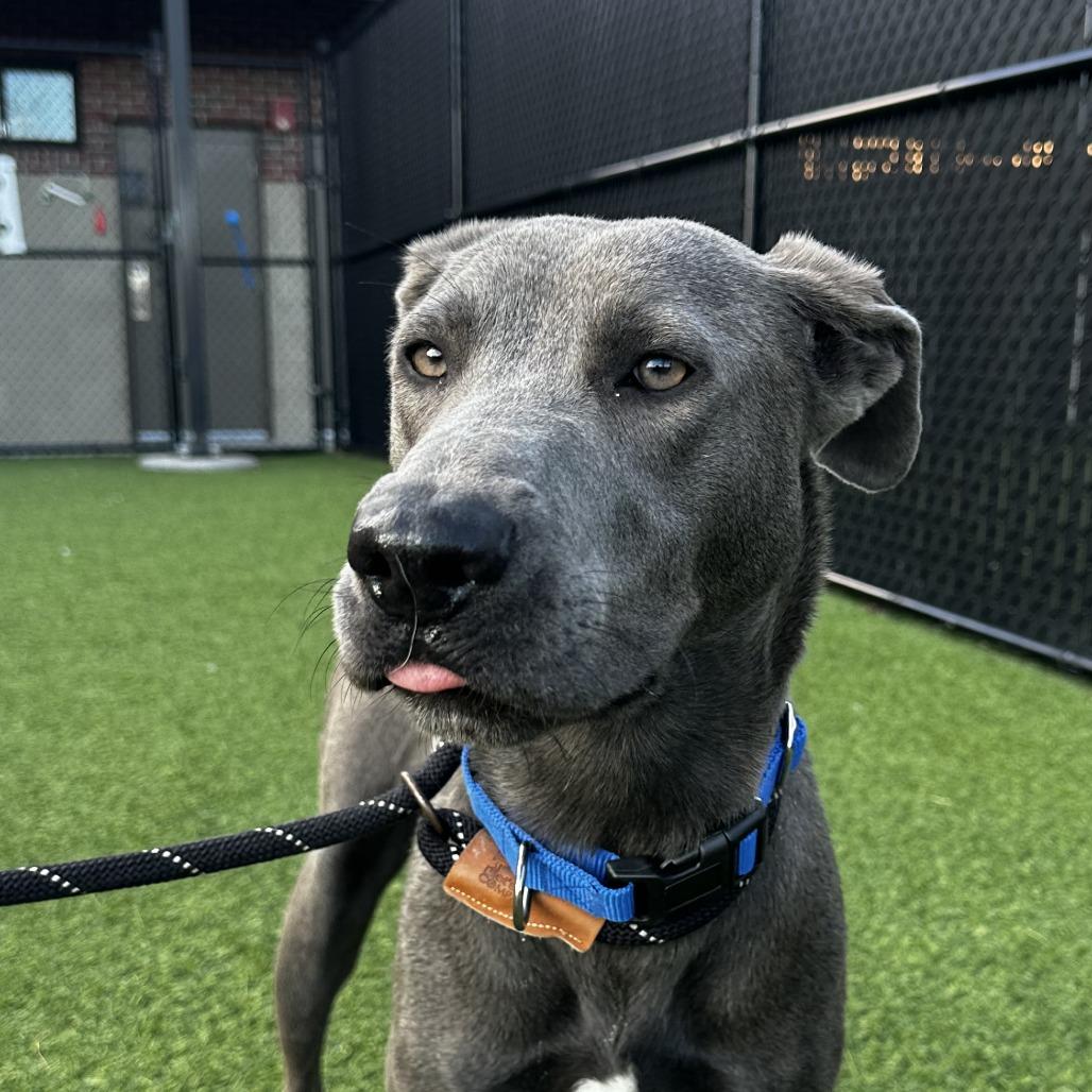 Enlarge Inez, a Adoptable Mixed Breed in Washington Township, OH image 6/6