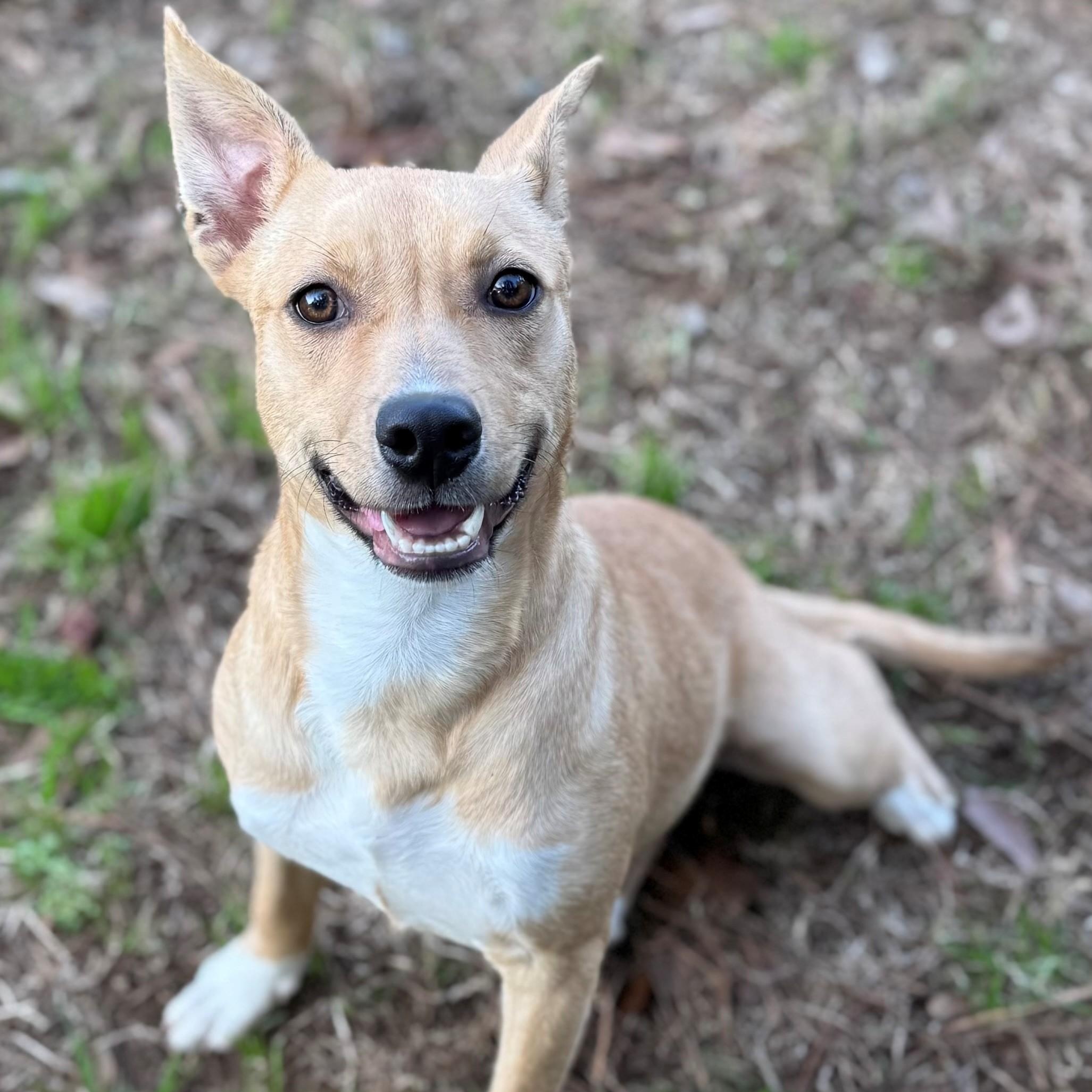 Harley, ADOPTABLE, Young Female Mixed Breed.