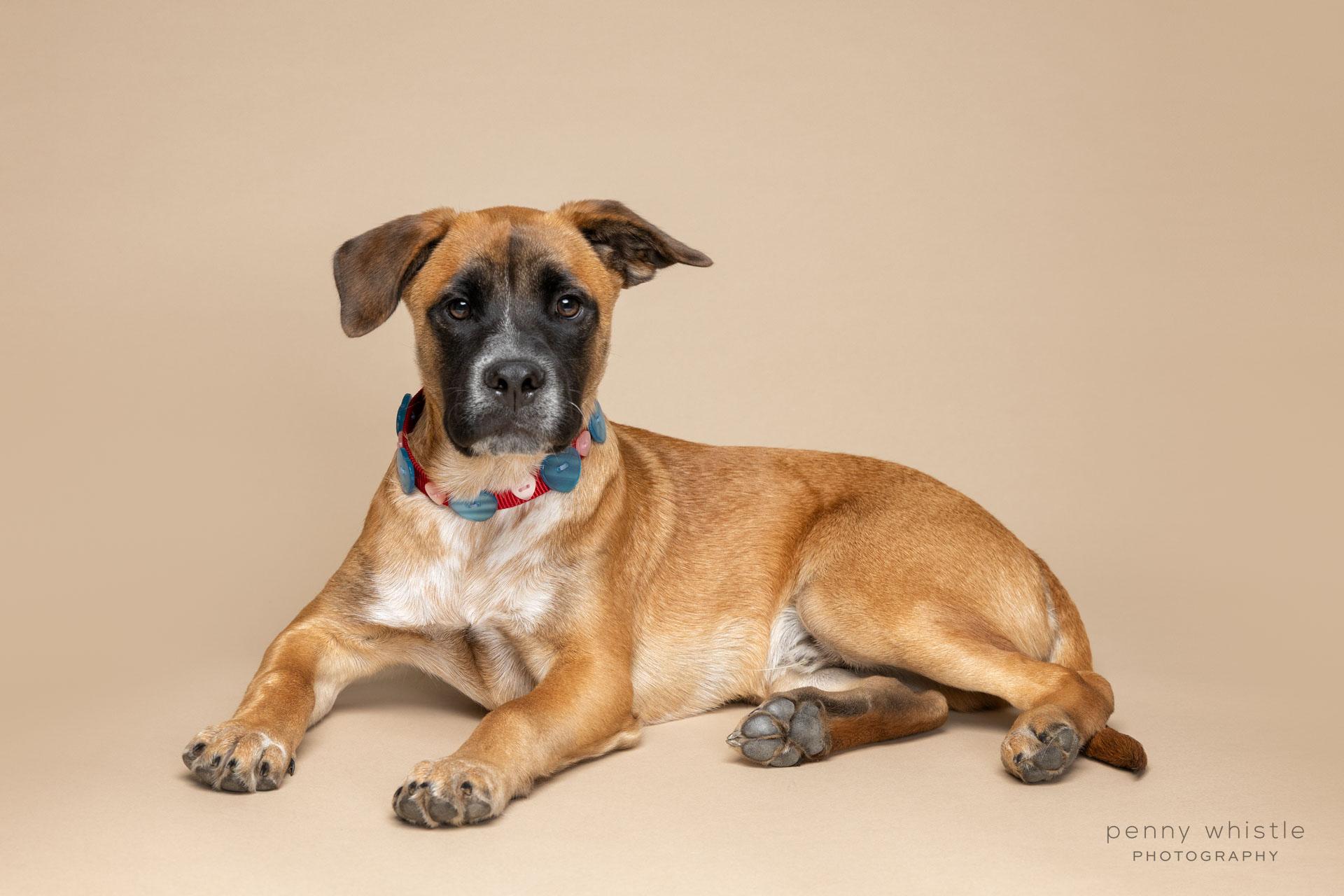 Biggie, Adoptable, Young Male Australian Cattle Dog / Blue Heeler & Mixed Breed.