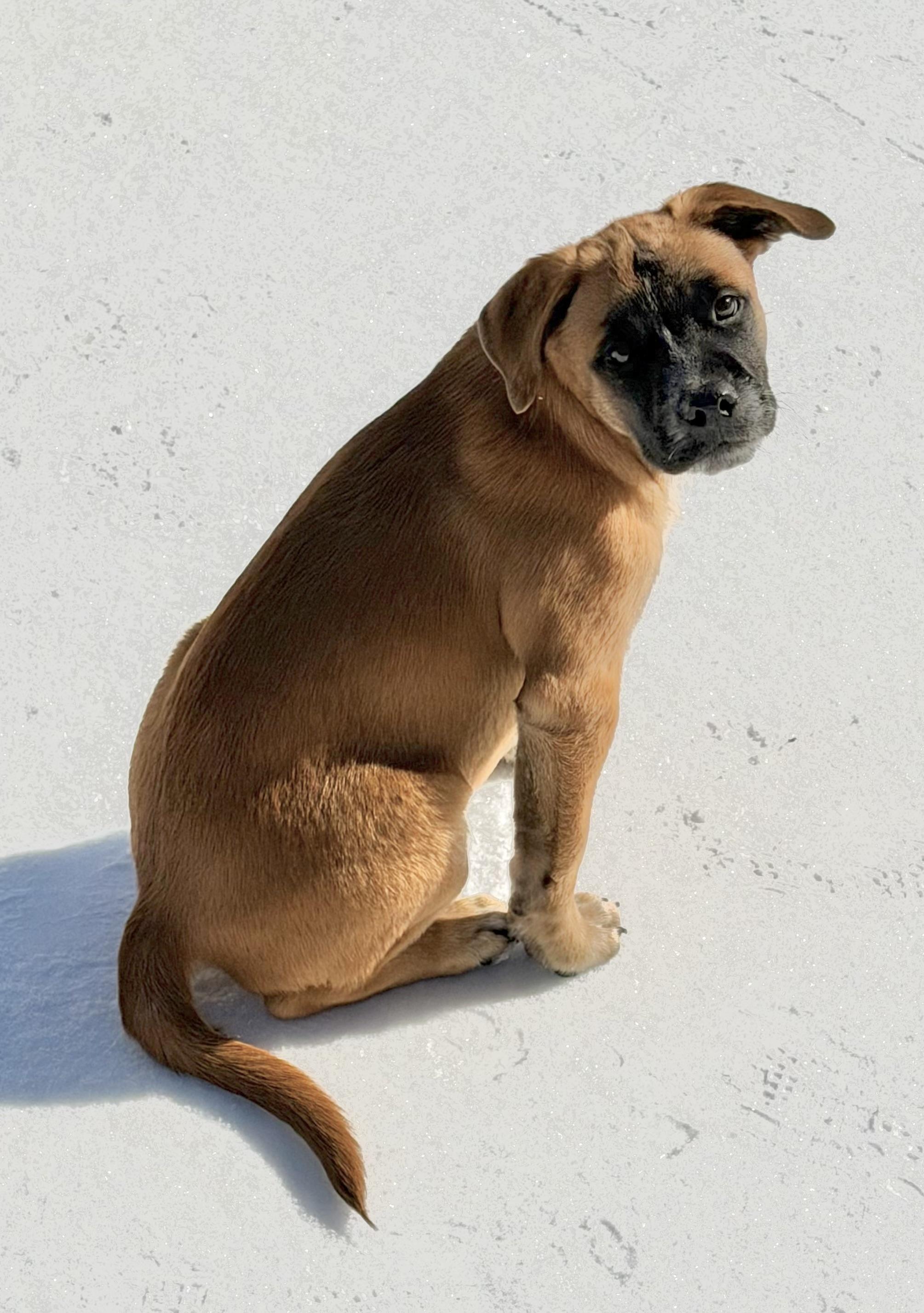 Enlarge Biggie, a Adoptable mixed breed in Coppell, TX image 1/4