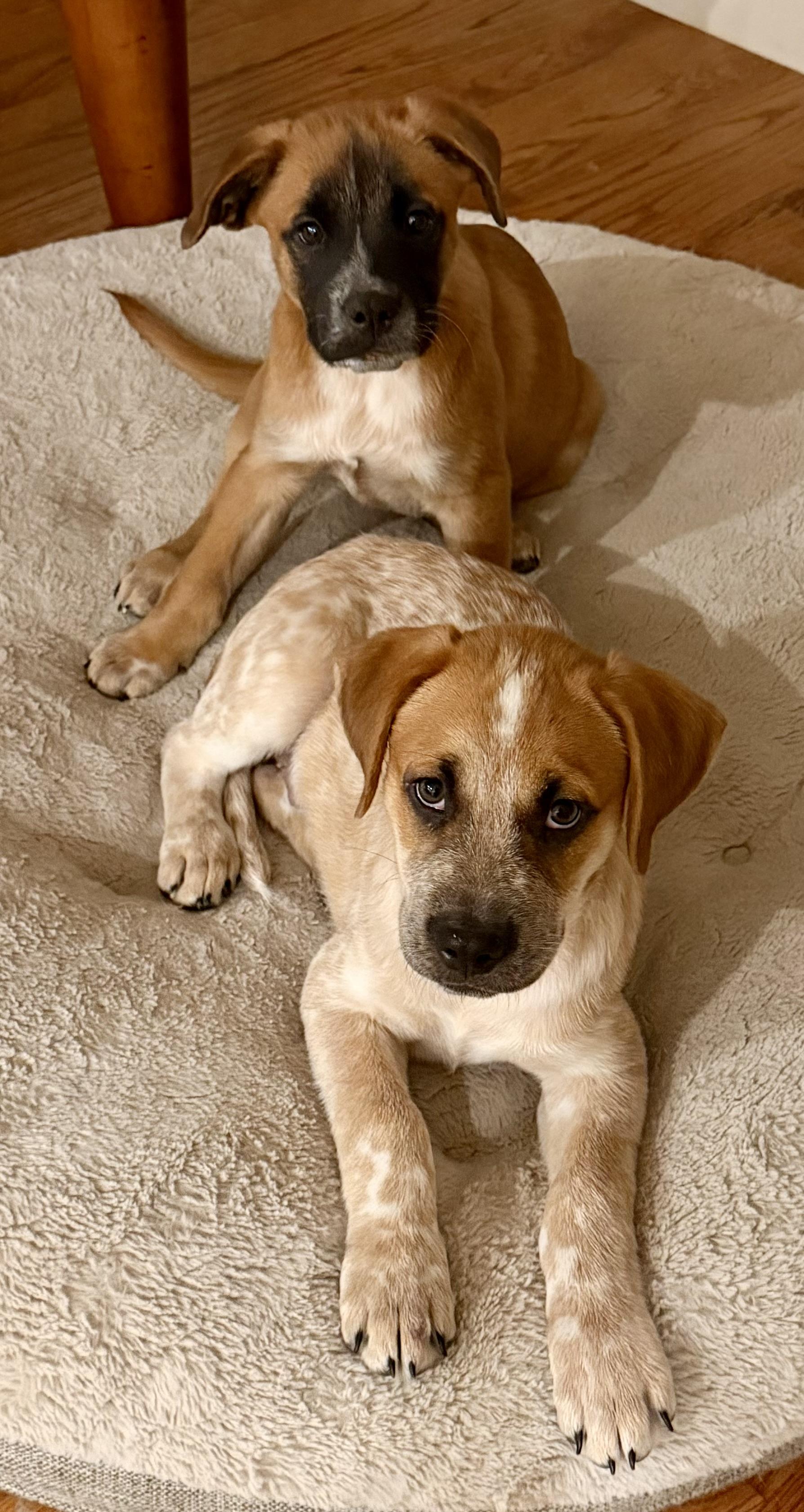 Enlarge Biggie, a Adoptable mixed breed in Coppell, TX image 3/4