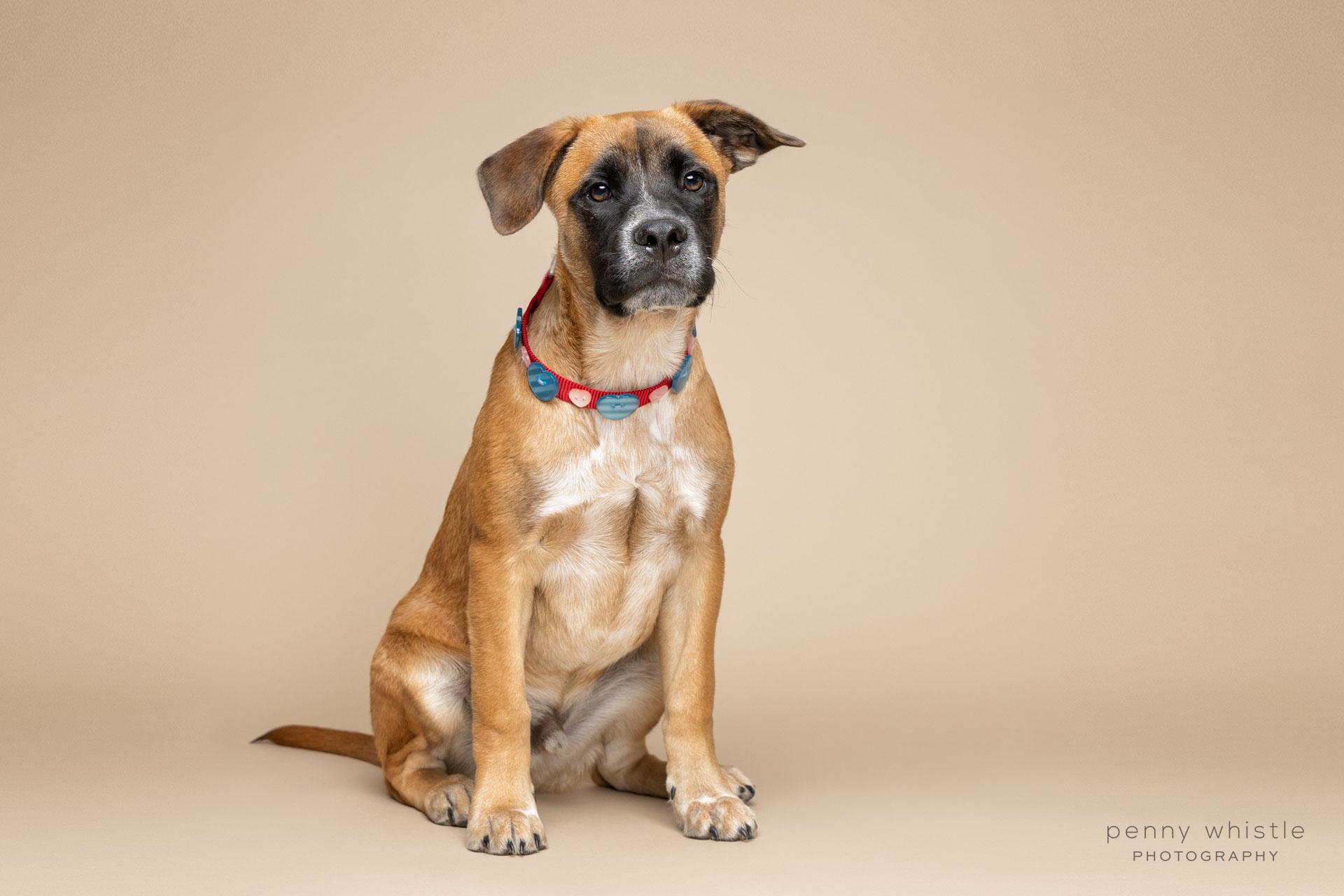 Biggie, a Adoptable mixed breed in Coppell, TX image 2/4