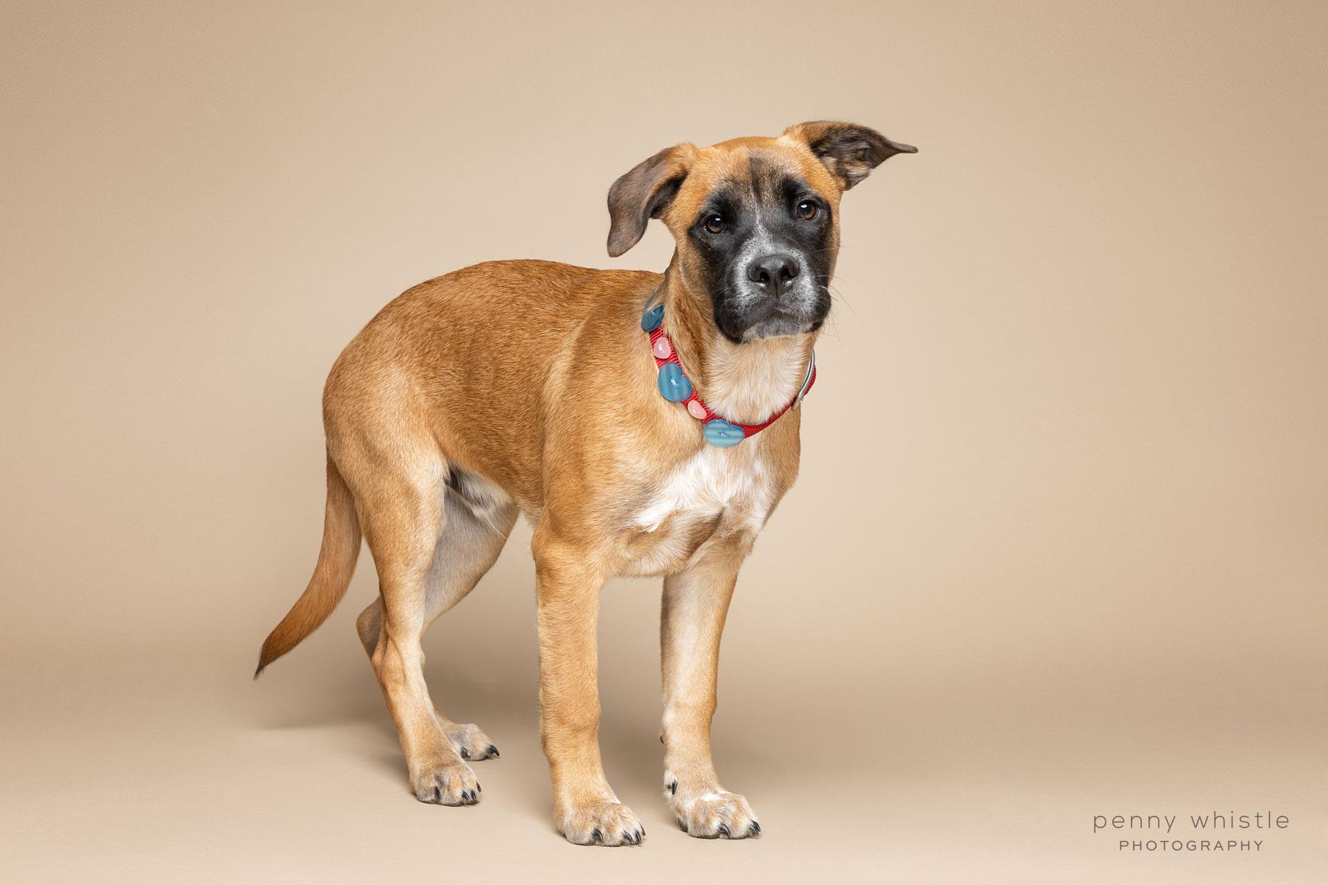 Biggie, a Adoptable mixed breed in Coppell, TX image 4/4