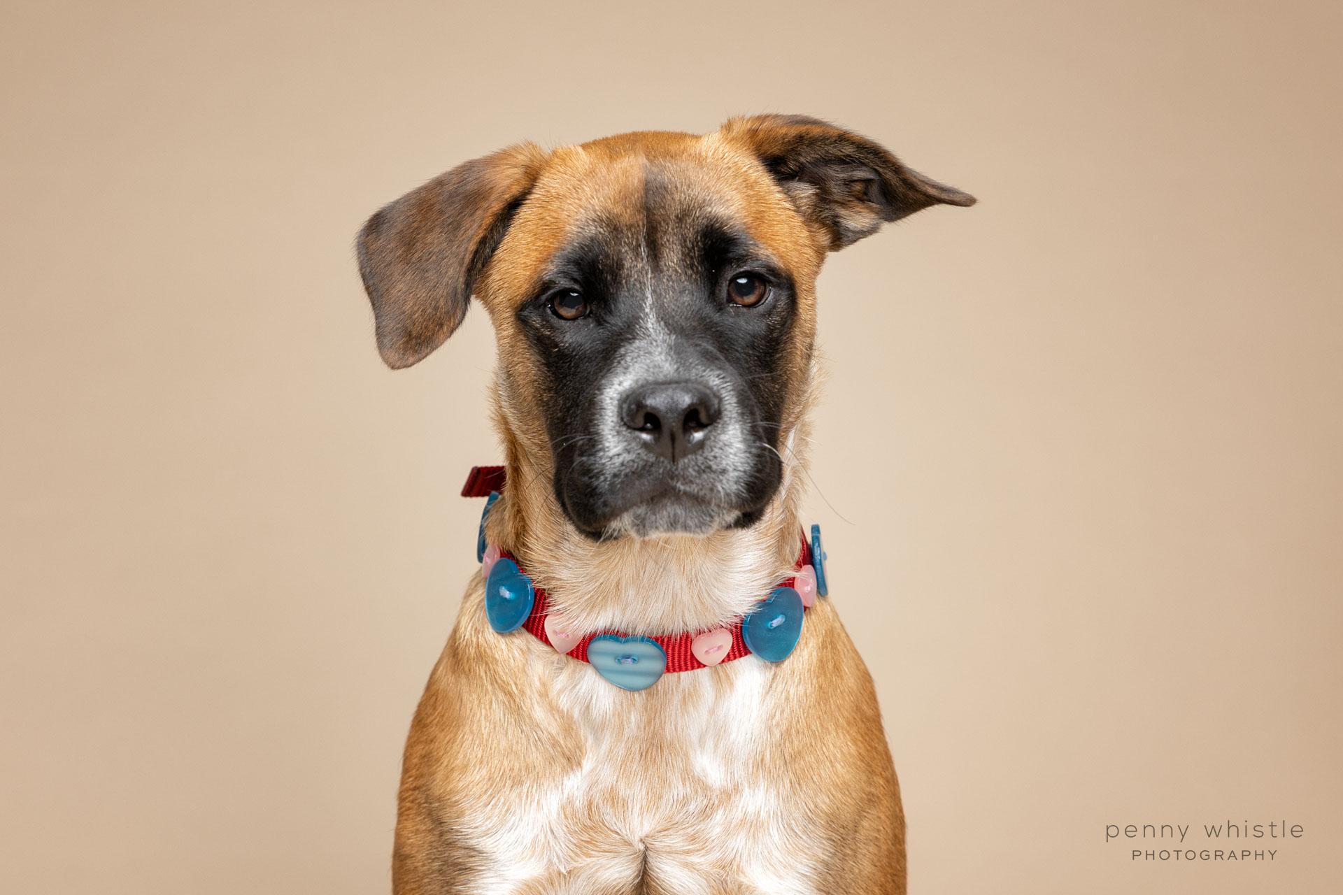 Biggie, Adoptable, Young Male Boxer & Australian Cattle Dog / Blue Heeler.