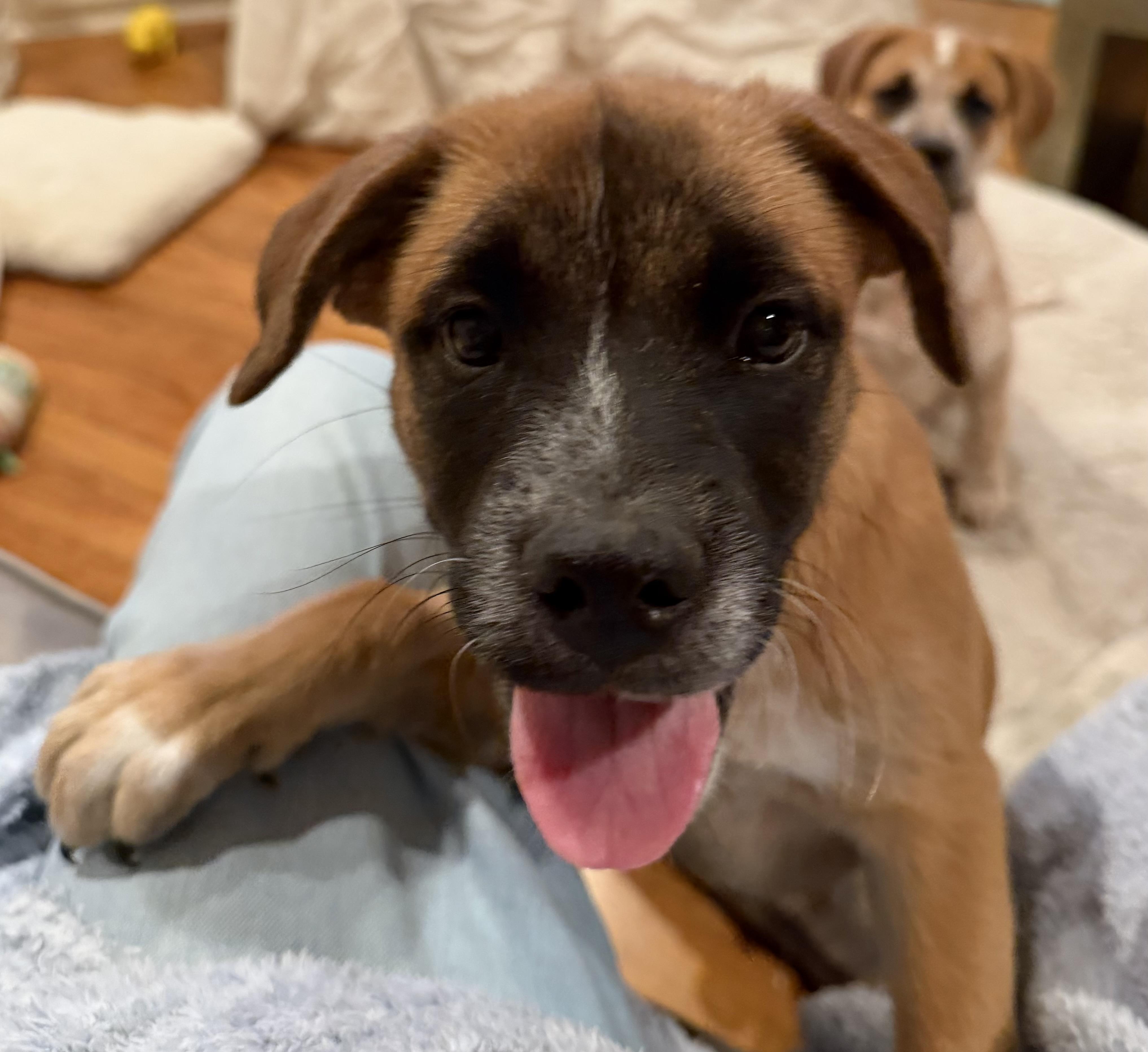 Enlarge Biggie, a Adoptable mixed breed in Coppell, TX image 4/4