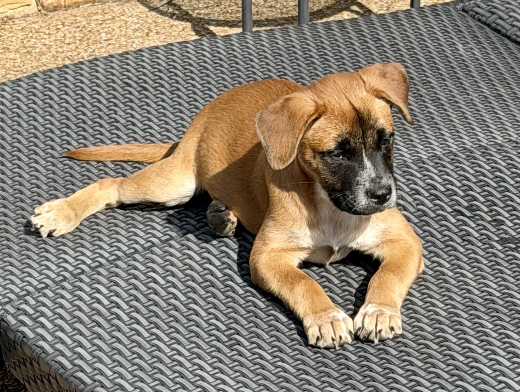 Enlarge Biggie, a Adoptable mixed breed in Coppell, TX image 2/4