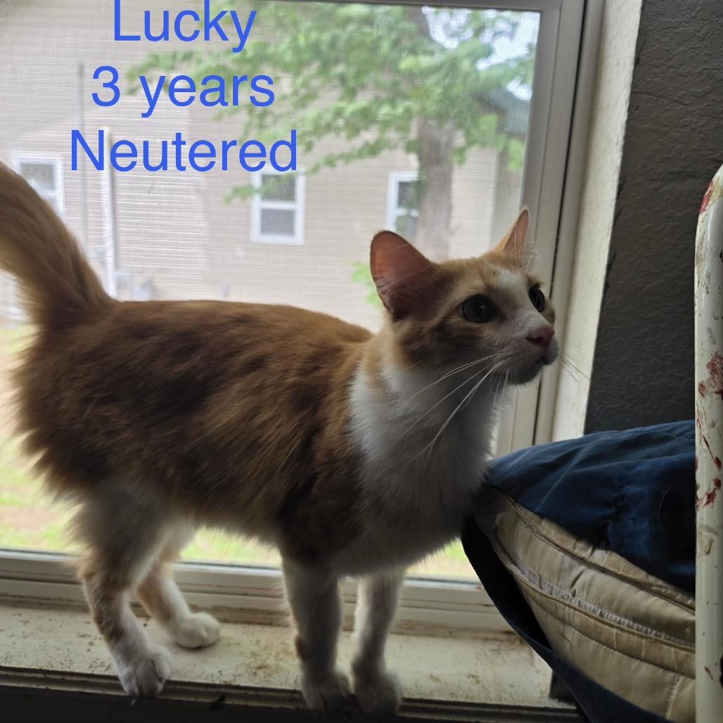 Lucky, Adoptable, Adult Male Domestic Short Hair.