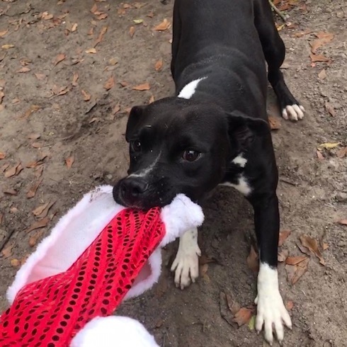 Enlarge Mako, a Adoptable mixed breed in Jacksonville, FL image 2/6