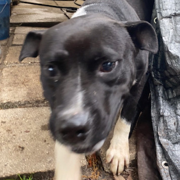 Enlarge Mako, a Adoptable mixed breed in Jacksonville, FL image 4/6