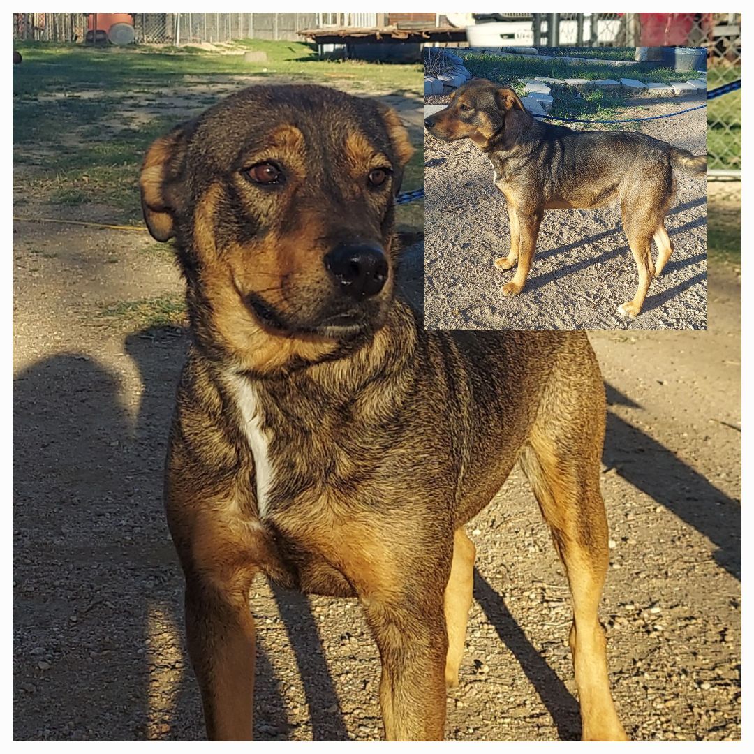 Bernadine, a Adoptable mixed breed in Denison, TX image 1/4
