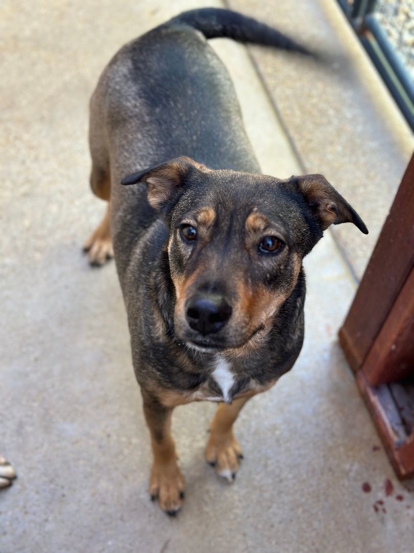Bernadine, a Adoptable mixed breed in Denison, TX image 2/4