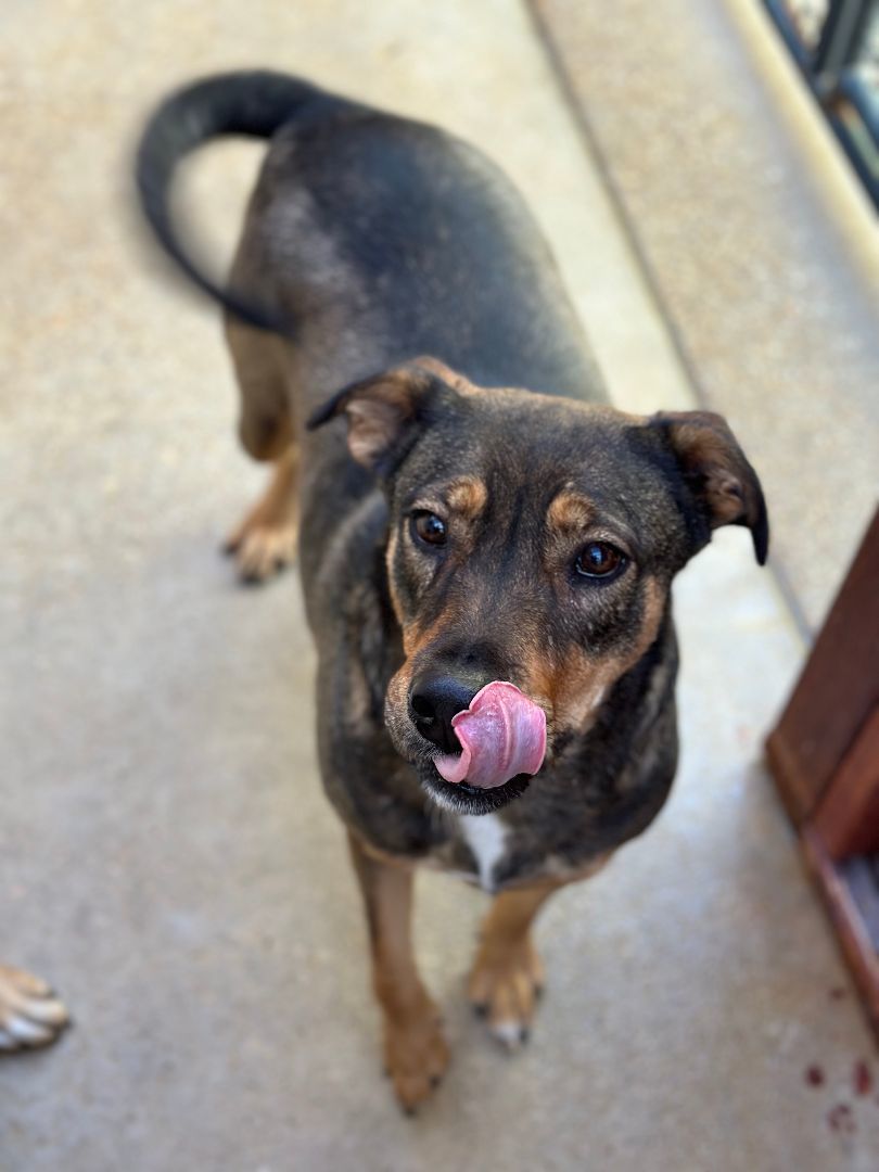 Bernadine, a Adoptable mixed breed in Denison, TX image 3/4