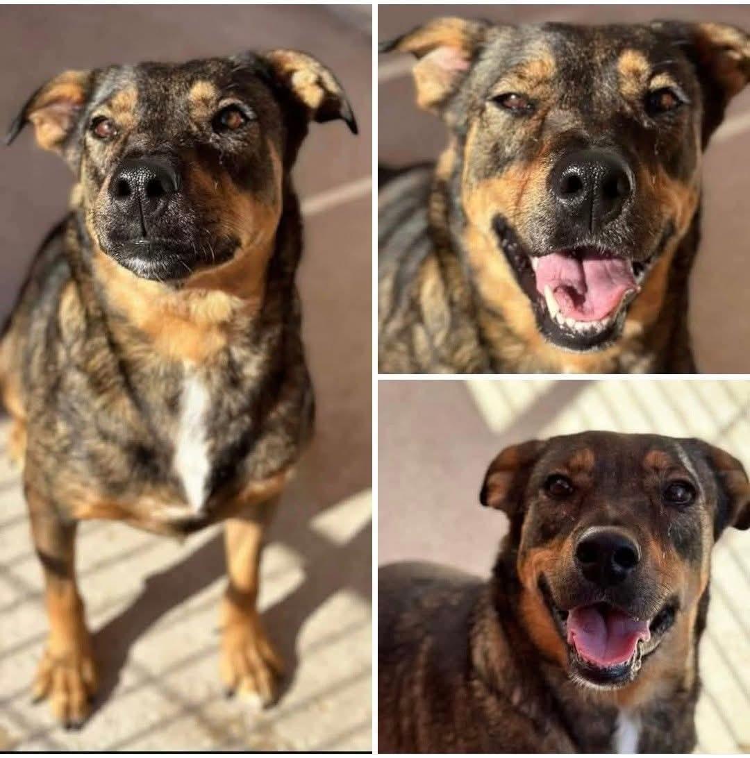 Bernadine, Adoptable, Young Female Mixed Breed.