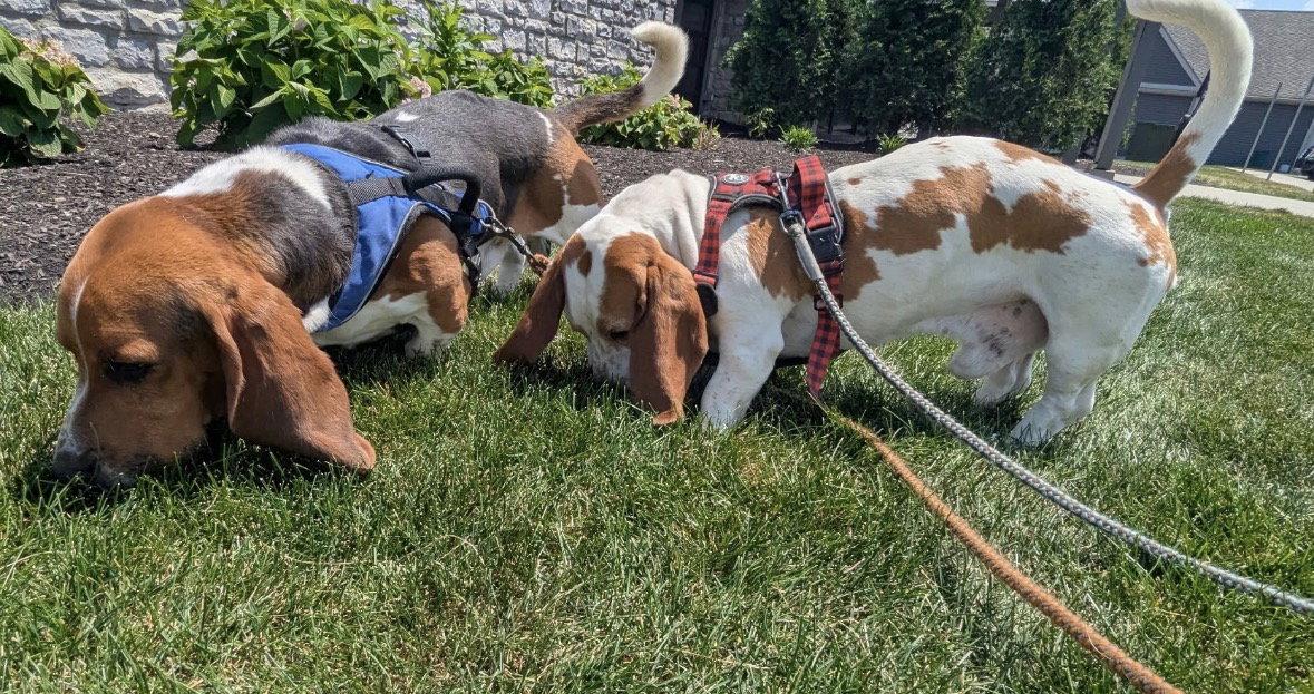 Tank and Dozer, a Adopted Mixed Breed in Brookville, OH image 1/3
