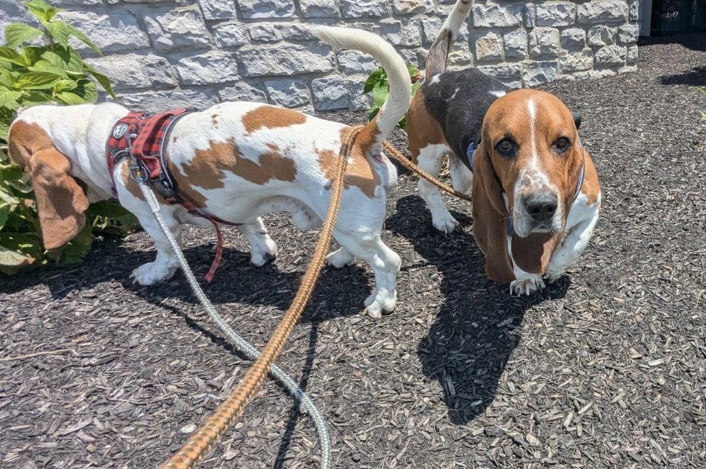 Tank and Dozer, a Adopted Mixed Breed in Brookville, OH image 2/3