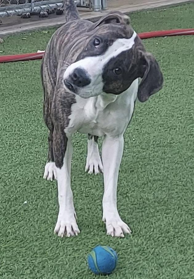 Bubbles, a Adoptable mixed breed in Oklahoma City, OK image 3/3