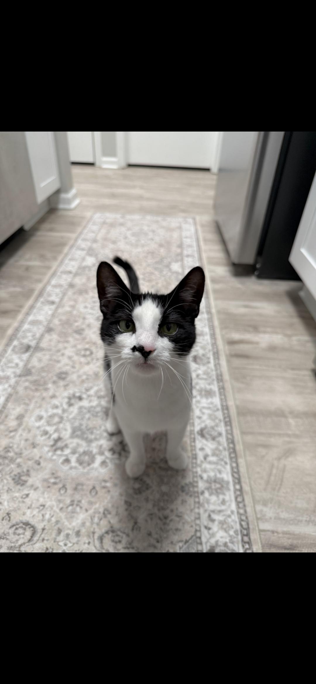 Ella Biscuit, Adoptable, Young Female Domestic Short Hair.