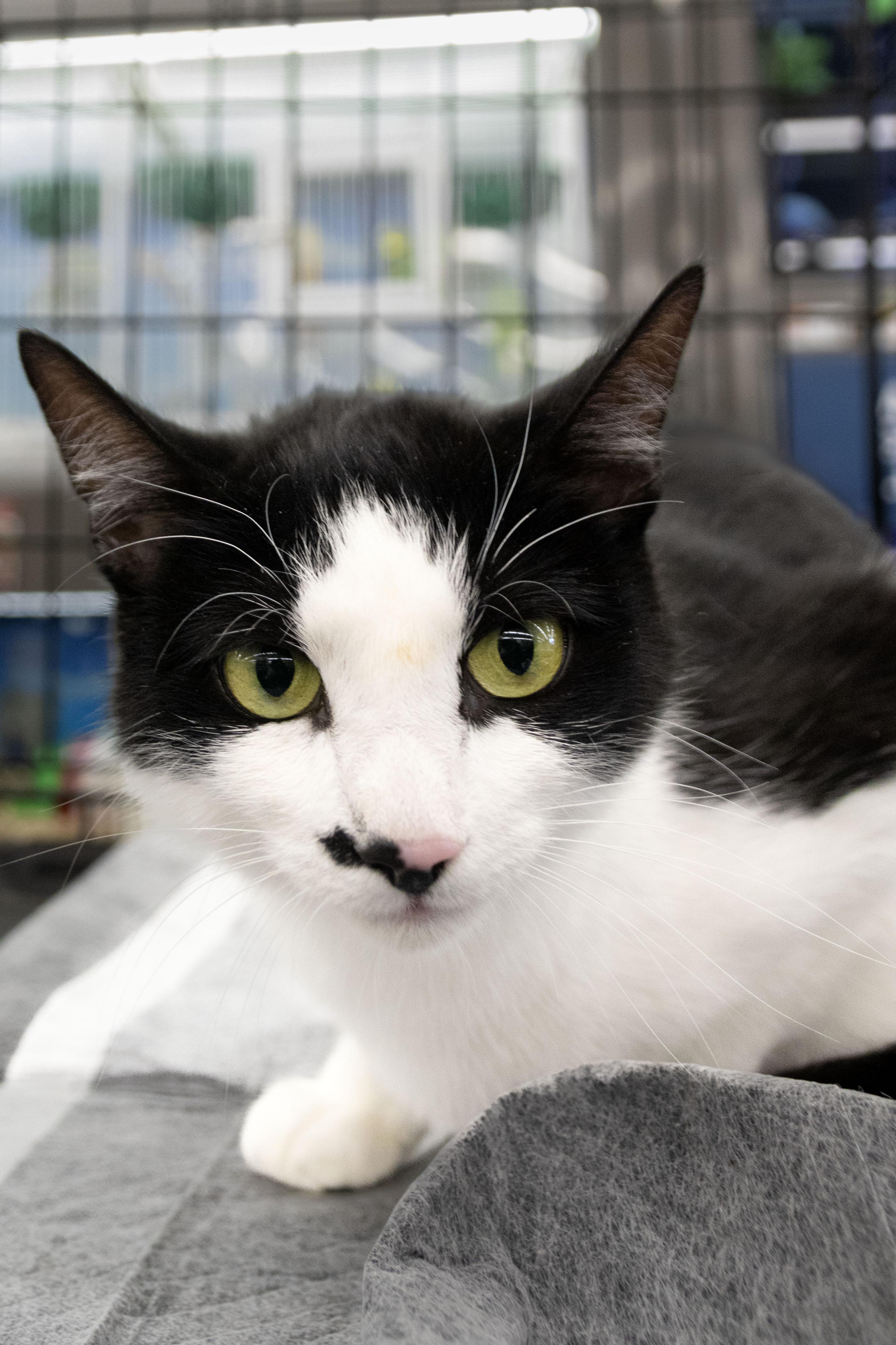 Enlarge Ella Biscuit, a Adoptable Domestic Short Hair in Canton, CT image 2/5