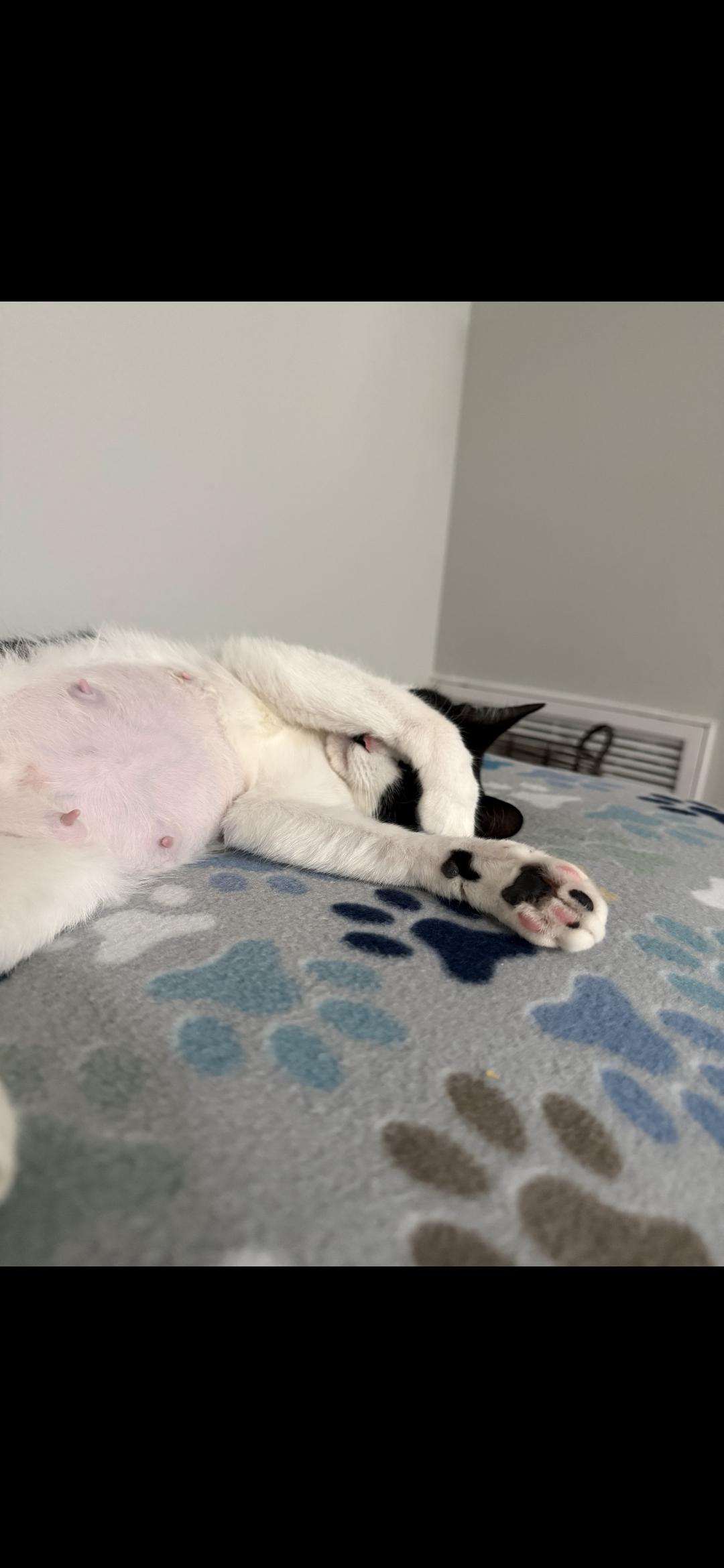 Enlarge Ella Biscuit, a Adoptable Domestic Short Hair in Canton, CT image 3/5