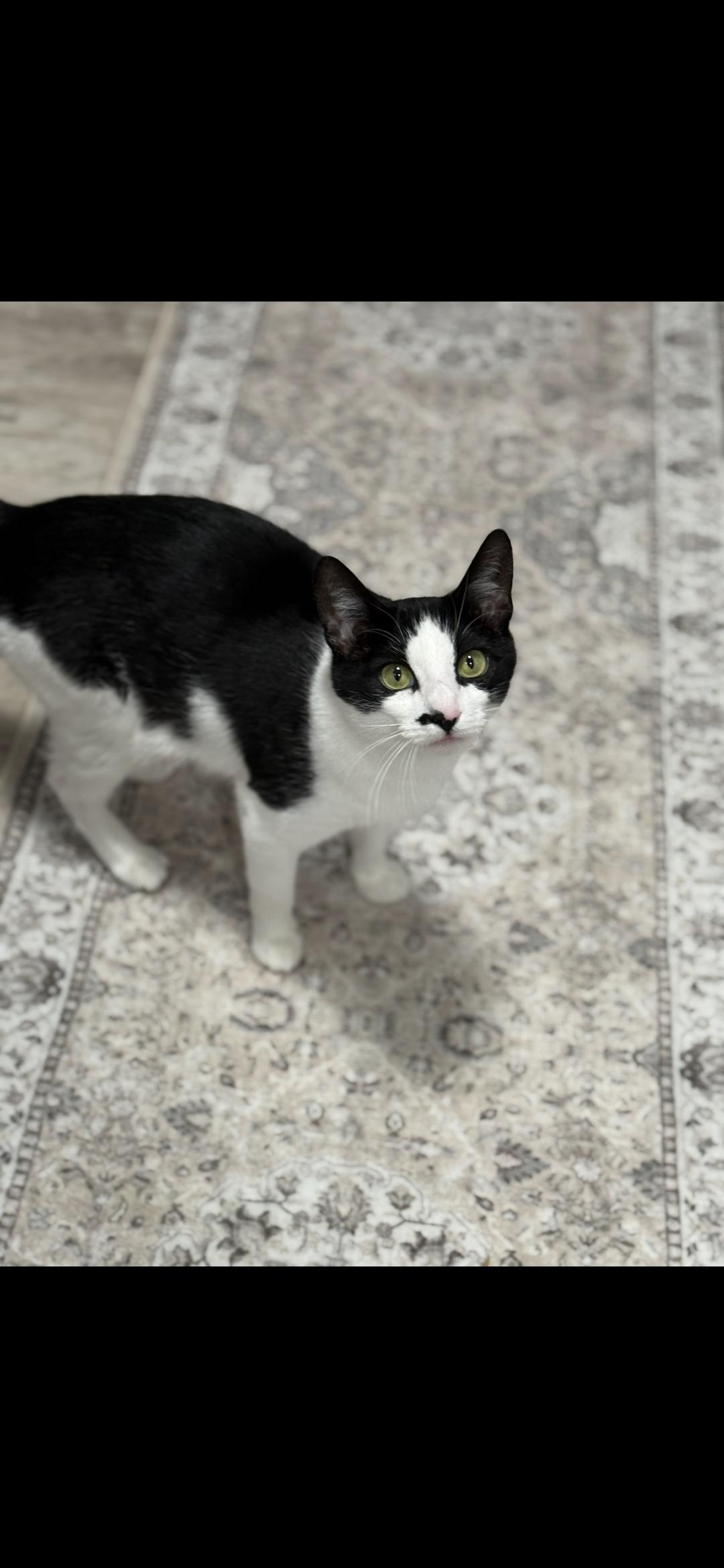 Enlarge Ella Biscuit, a Adoptable Domestic Short Hair in Canton, CT image 5/5