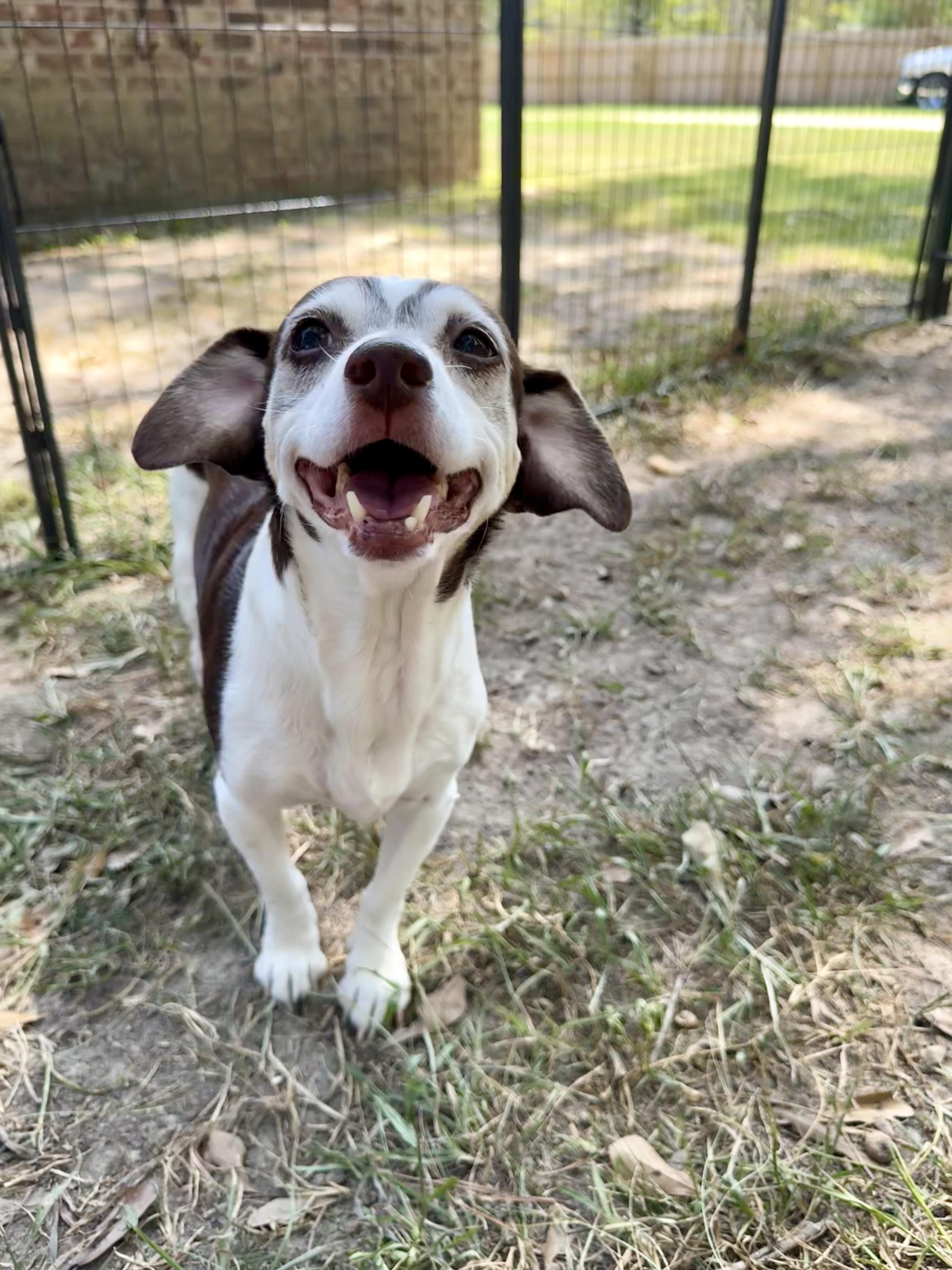 Prissy, Adoptable, Senior Female Jack Russell Terrier & Dachshund.