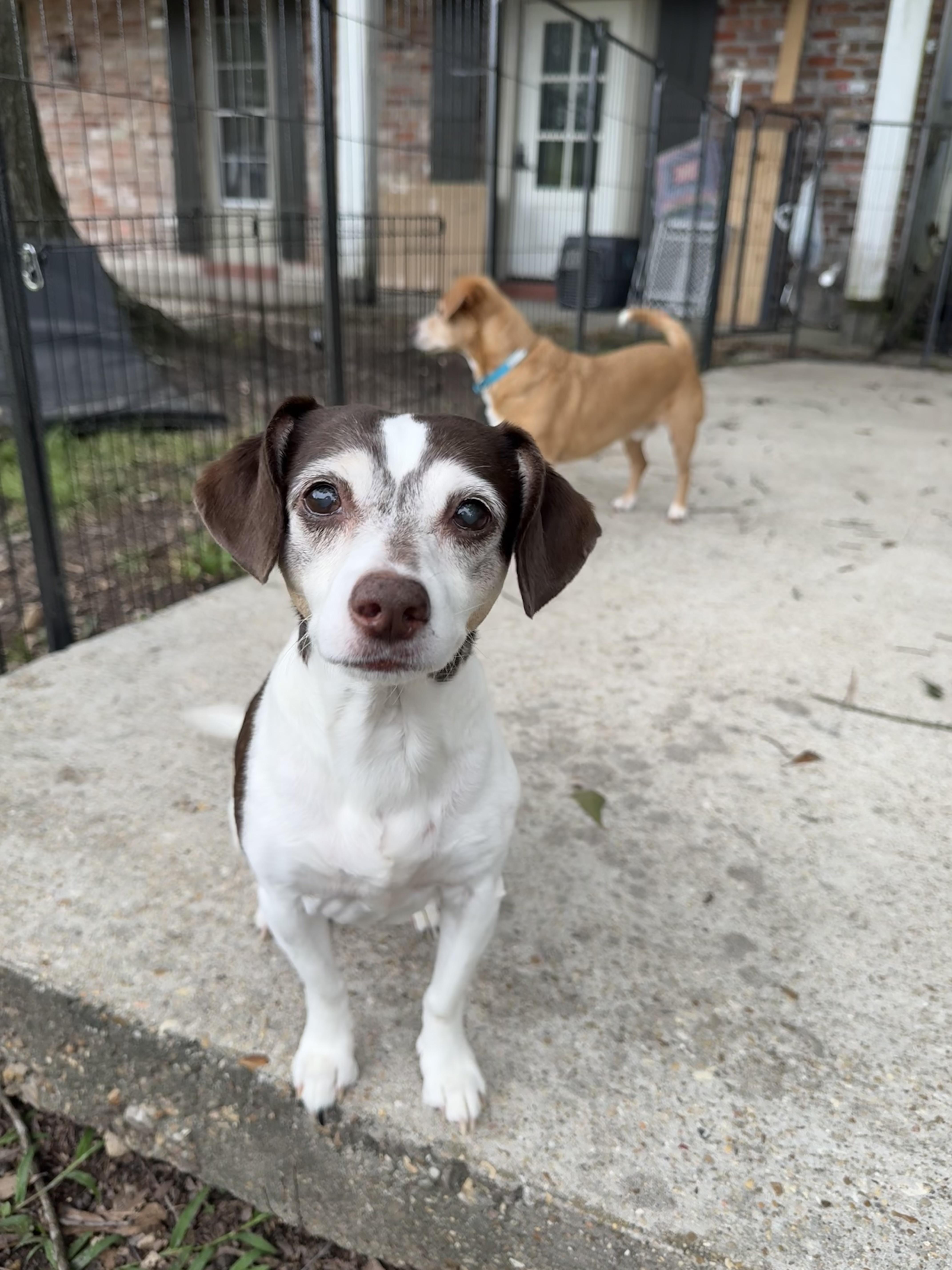 Prissy, a Adoptable mixed breed in Baton Rouge, LA image 4/6
