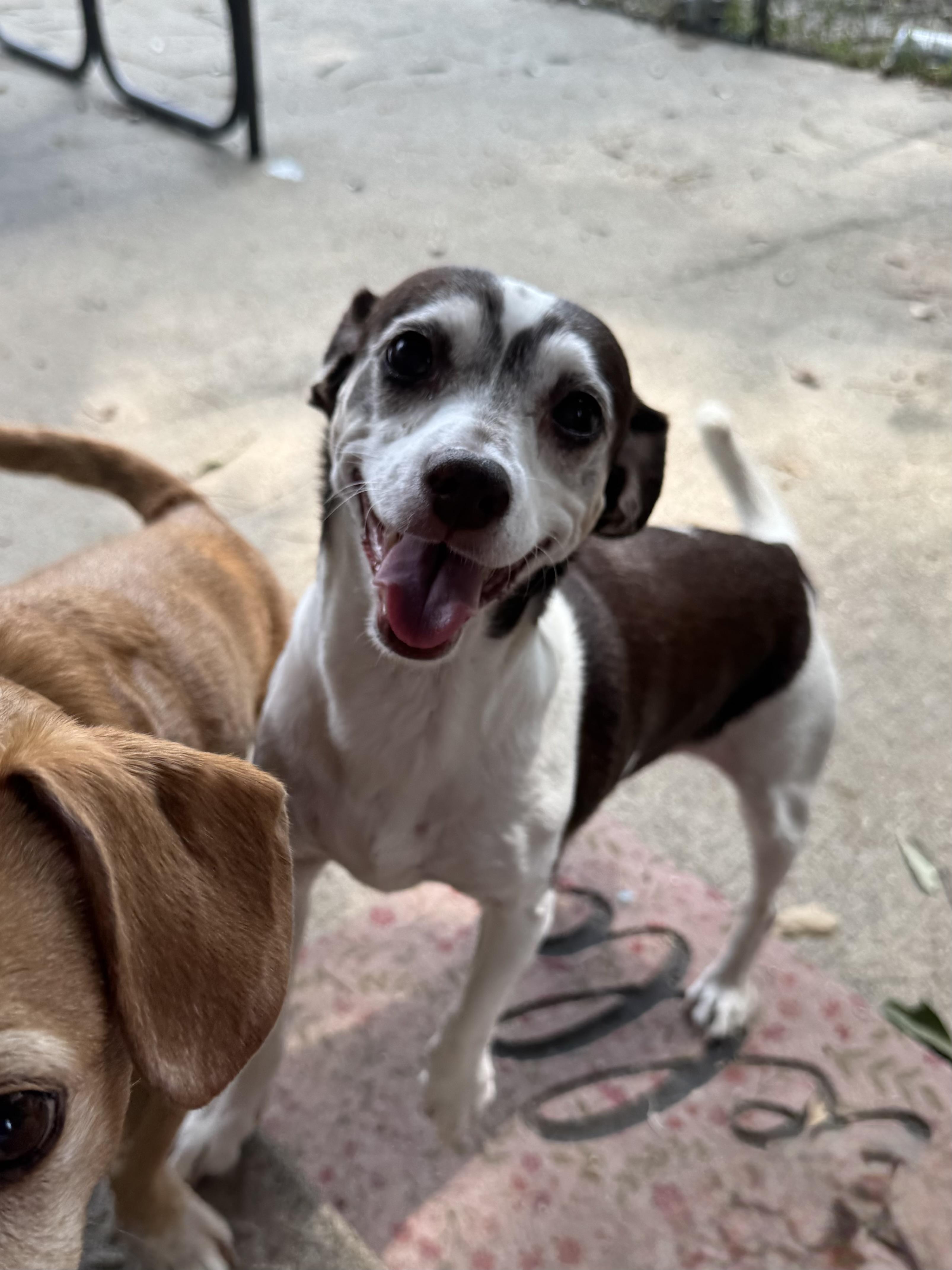 Prissy, a Adoptable mixed breed in Baton Rouge, LA image 2/6