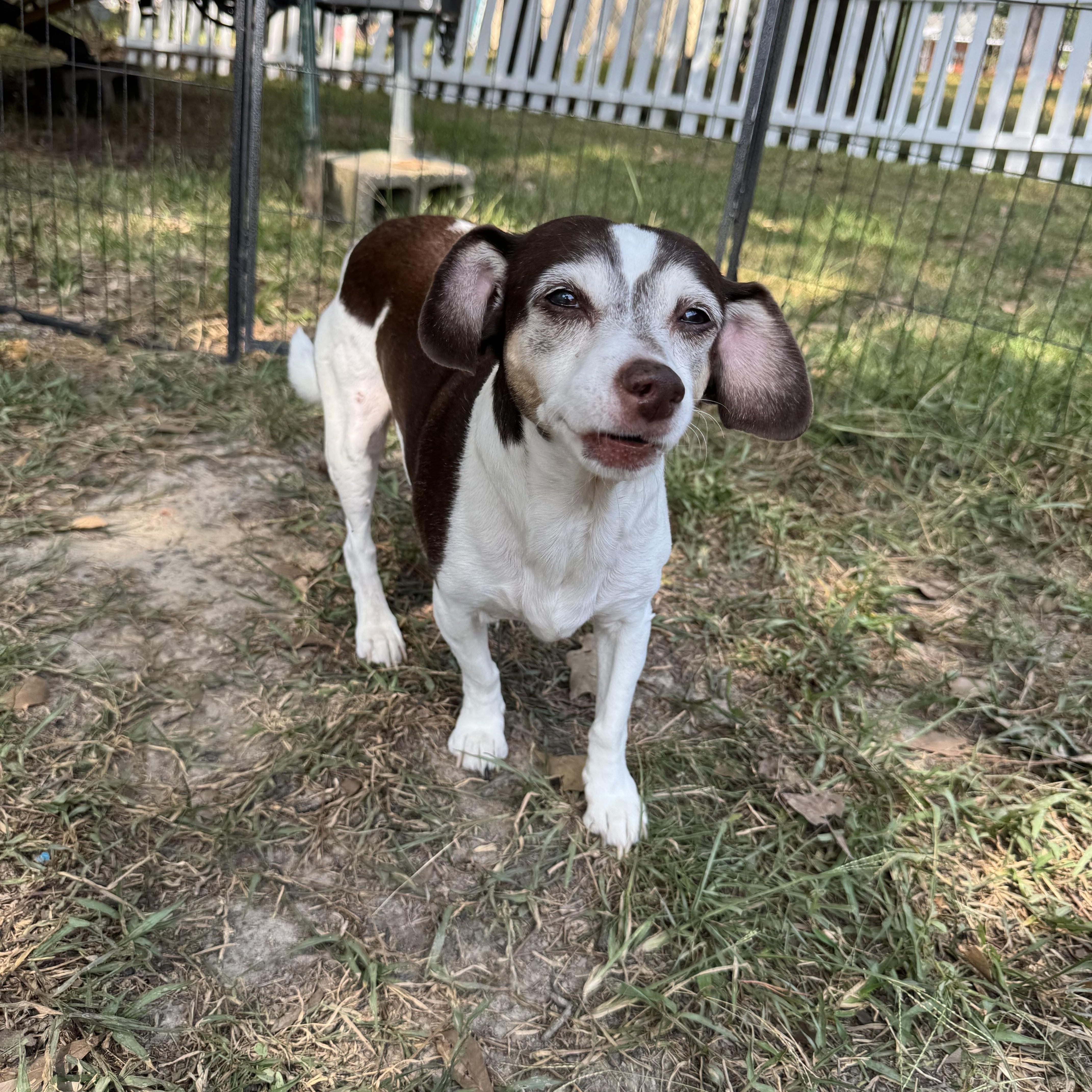 Prissy, a Adoptable mixed breed in Baton Rouge, LA image 5/6