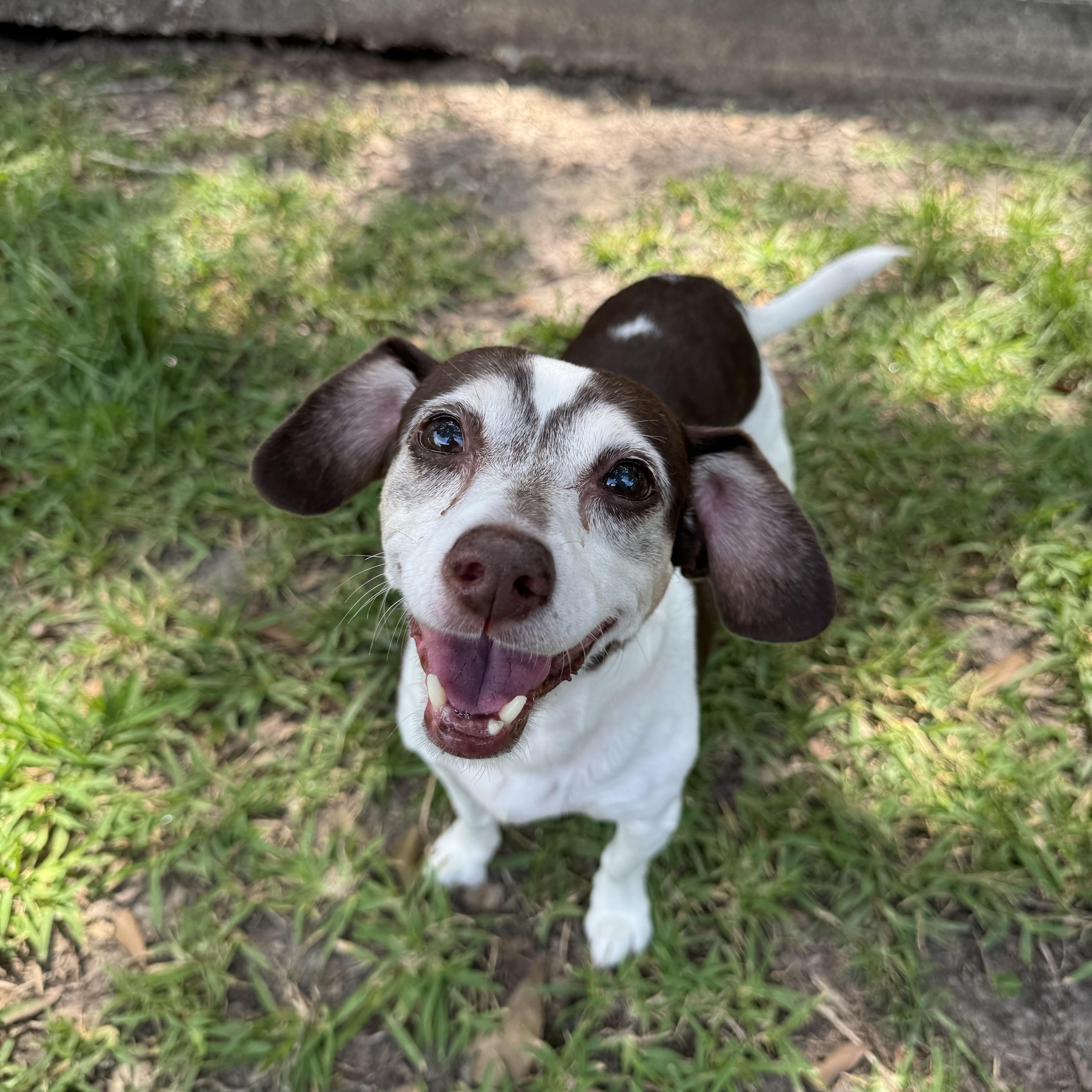 Prissy, a Adoptable mixed breed in Baton Rouge, LA image 3/6