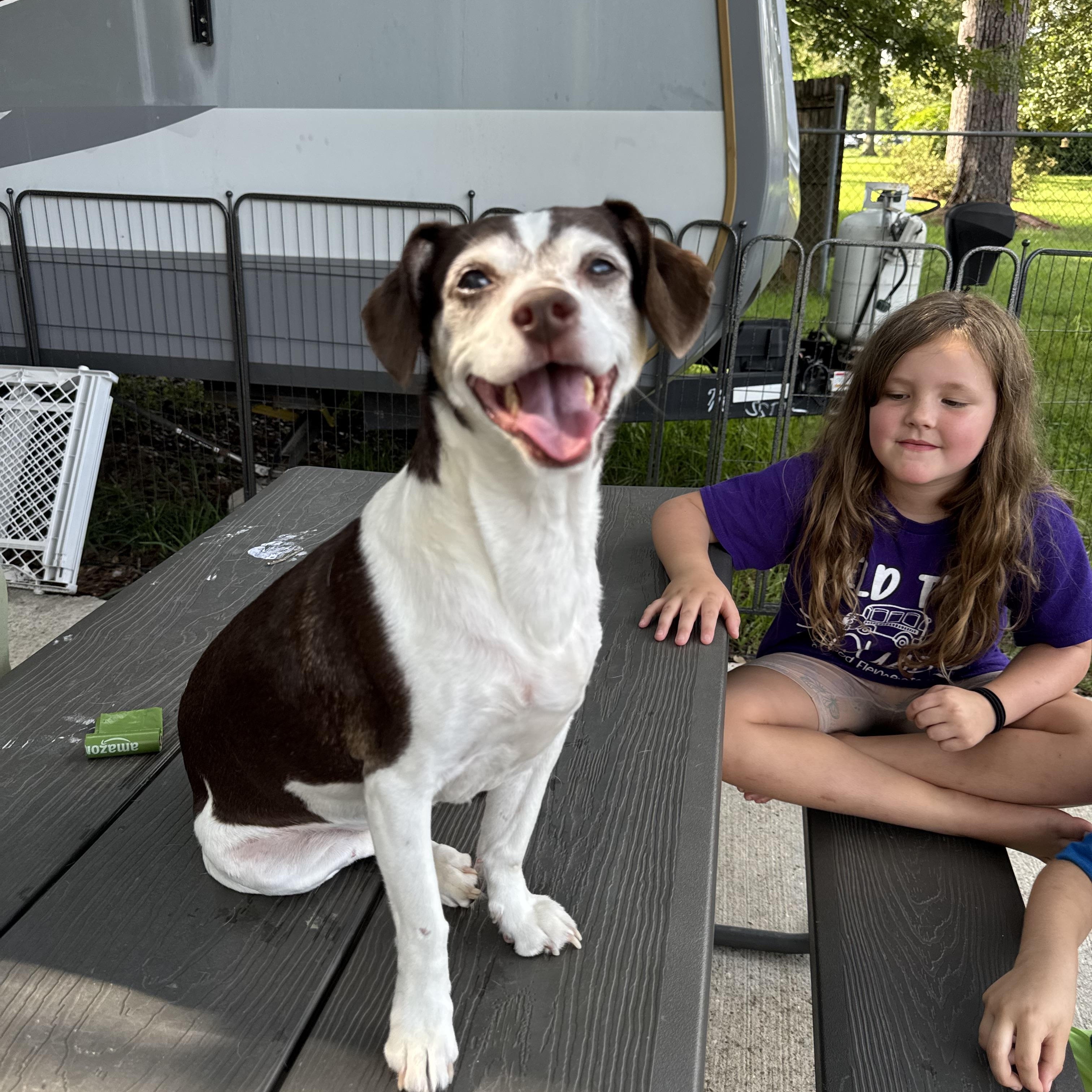 Prissy, a Adoptable mixed breed in Baton Rouge, LA image 6/6