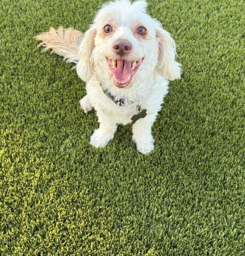 Cosmo, Adoptable, Adult Male Havanese.