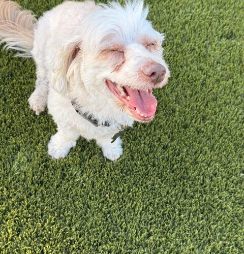 Enlarge Cosmo, a Adoptable Havanese in Henderson, NV image 2/4