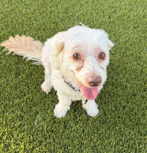 Enlarge Cosmo, a Adoptable Havanese in Henderson, NV image 3/4