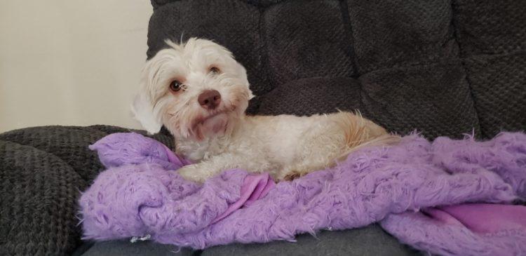 Enlarge Cosmo, a Adoptable Havanese in Henderson, NV image 4/4