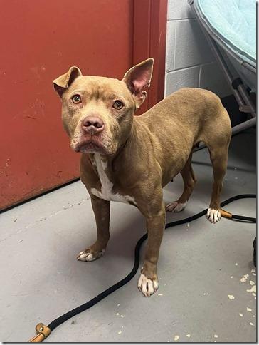 Enlarge Roxy, very beautiful little rednose girl !  Look at this CUTE face !!!, an adopted Pit Bull Terrier in Charlottesville, VA image 2/2