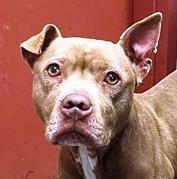 Enlarge Roxy, very beautiful little rednose girl !  Look at this CUTE face !!!, an adopted Pit Bull Terrier in Charlottesville, VA image 1/2
