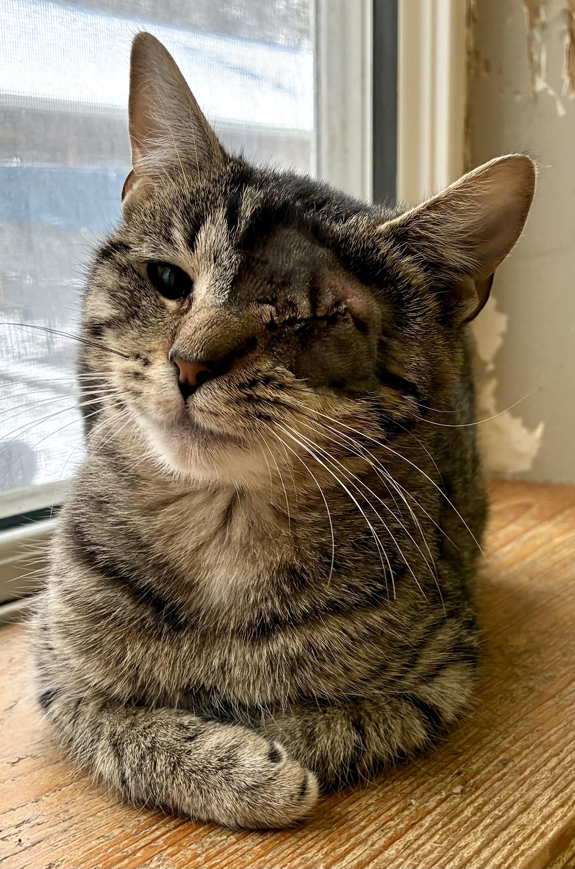 BELL, an adopted Domestic Short Hair in Louisa, KY image 2/4