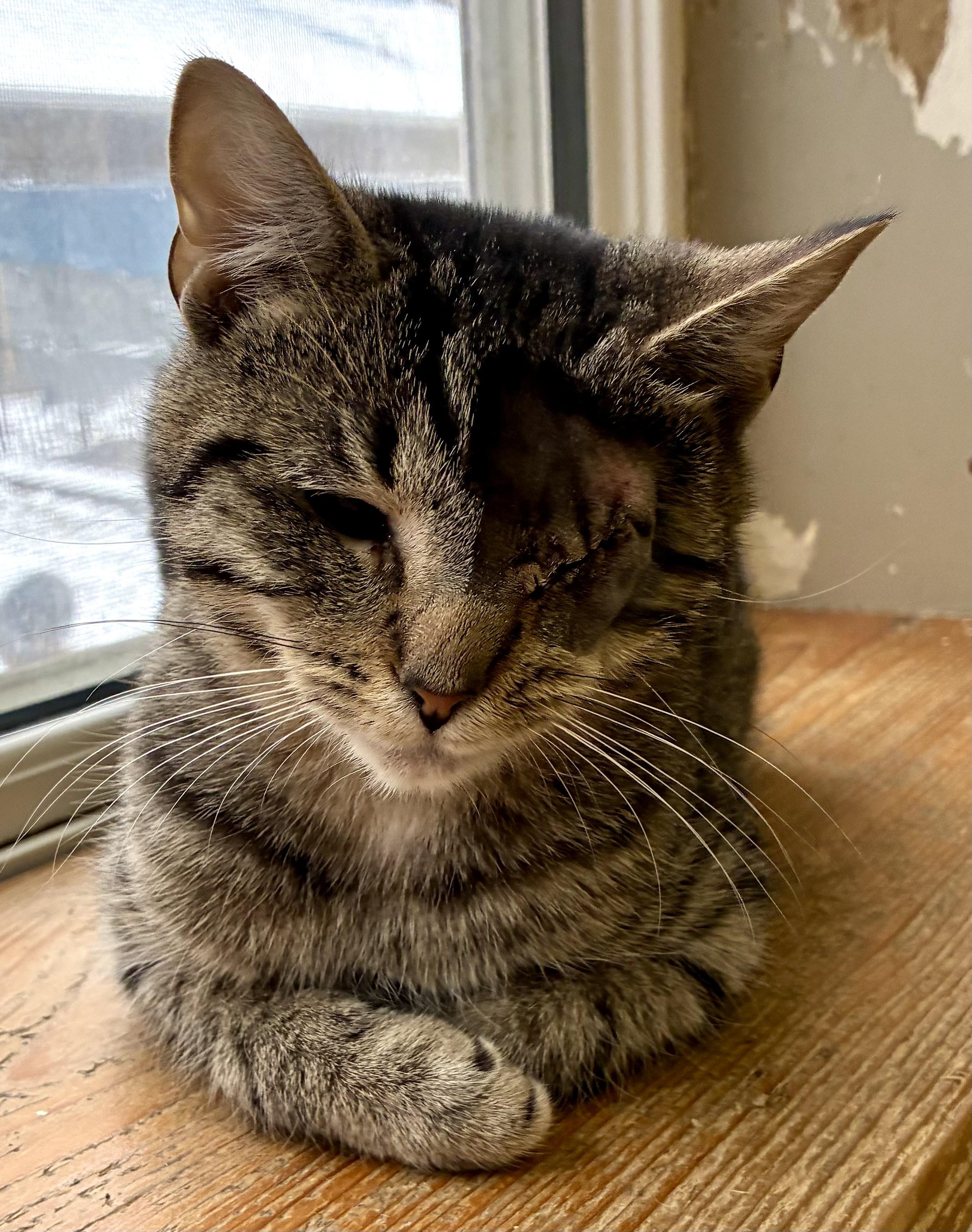 BELL, an adopted Domestic Short Hair in Louisa, KY image 3/4