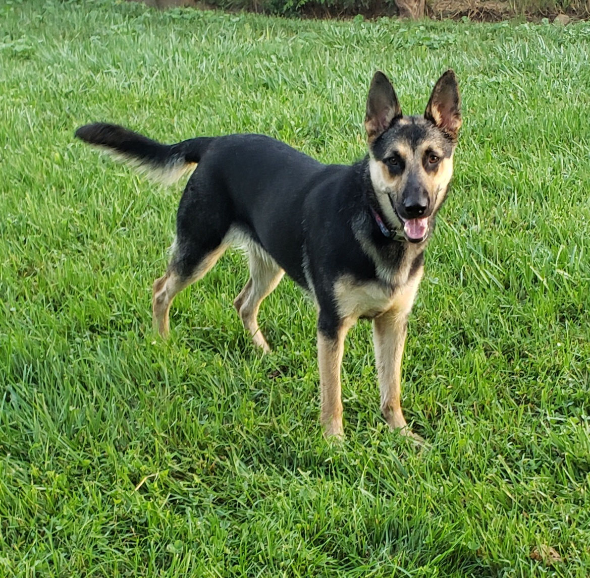 Enlarge MARYLIN, a Adoptable German Shepherd Dog in Middlebury, IN image 1/1