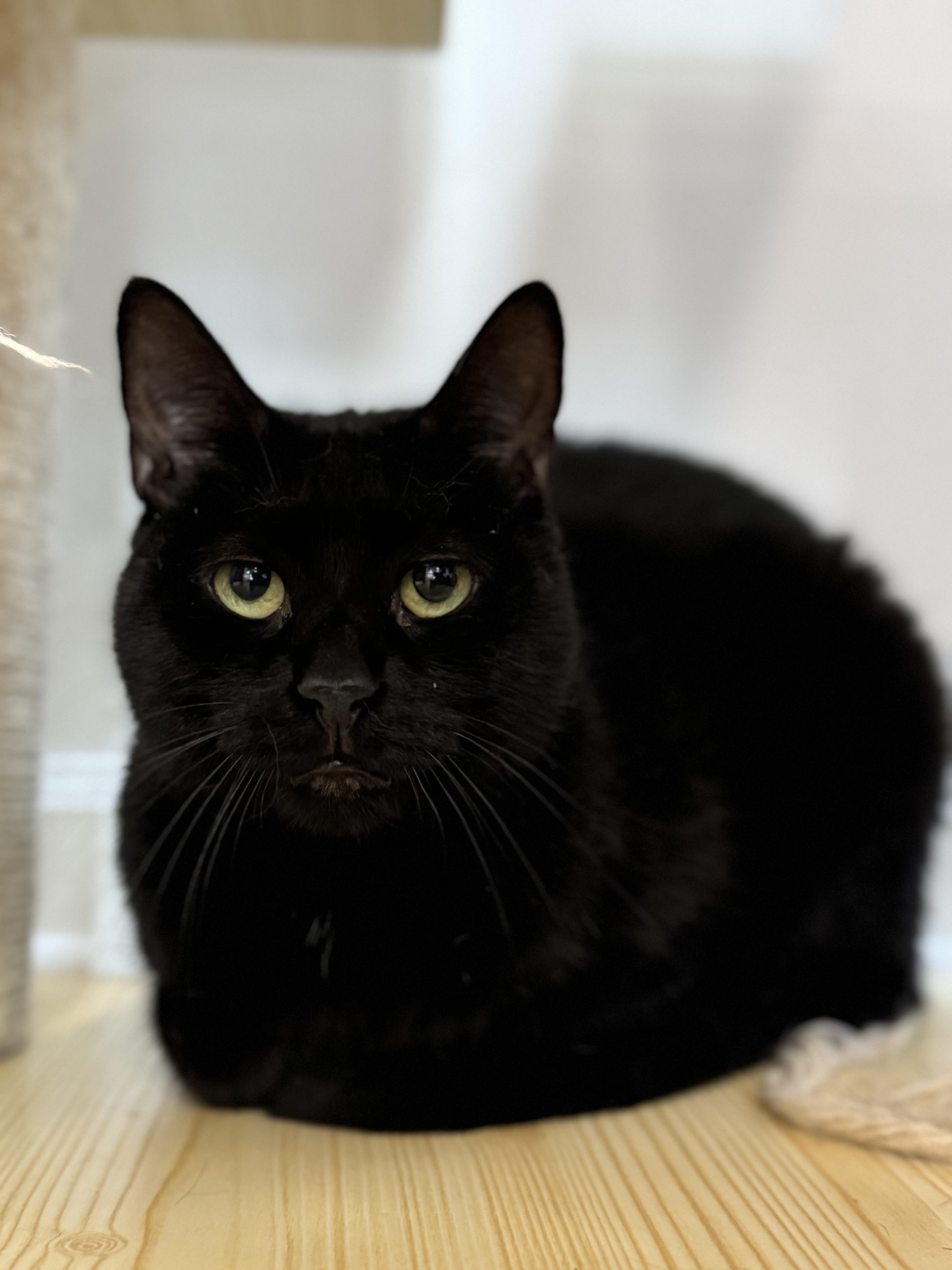 Alexis, Adoptable, Young Female Domestic Short Hair.