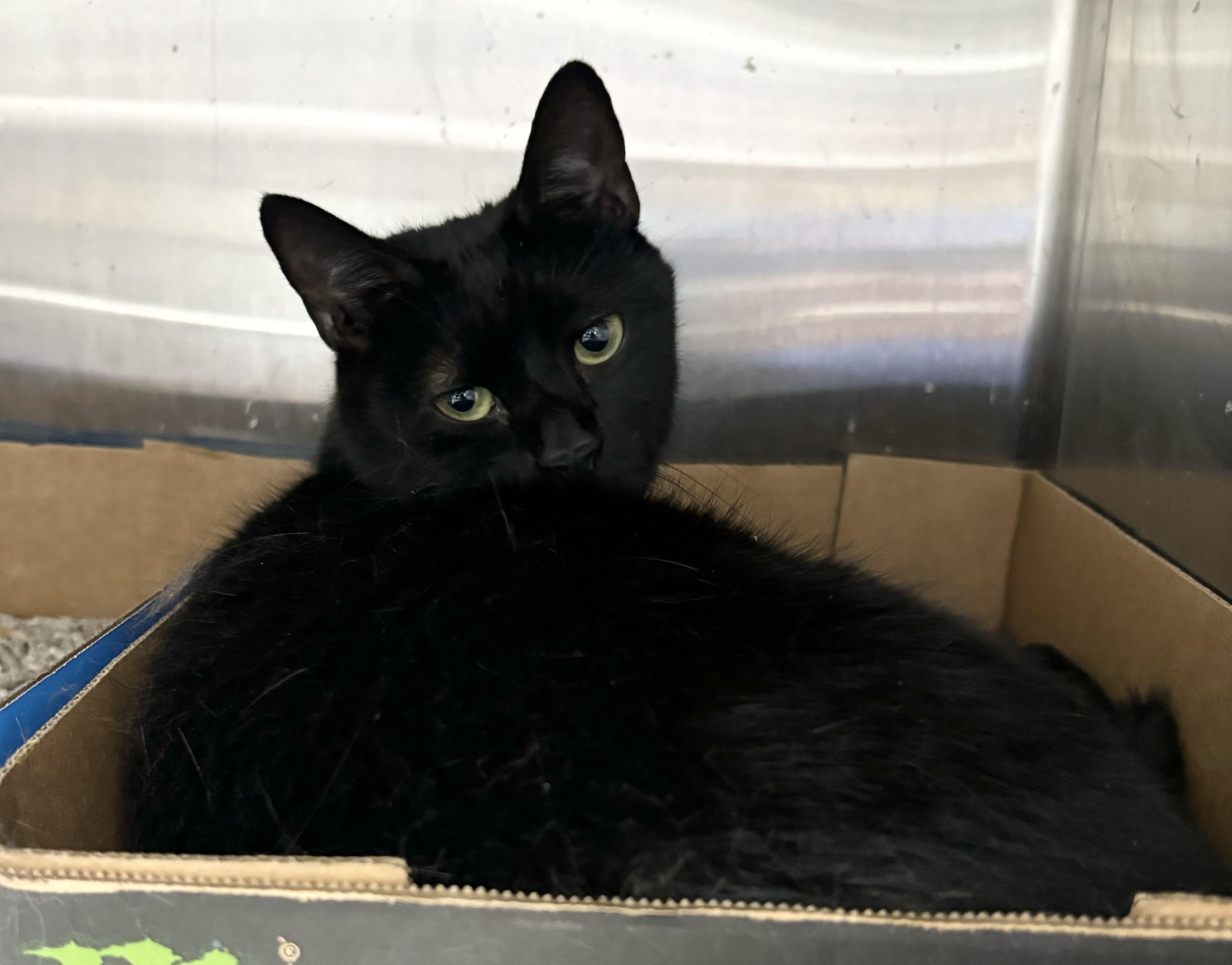 Alexis, a Adoptable Domestic Short Hair in North Haven, CT image 2/2