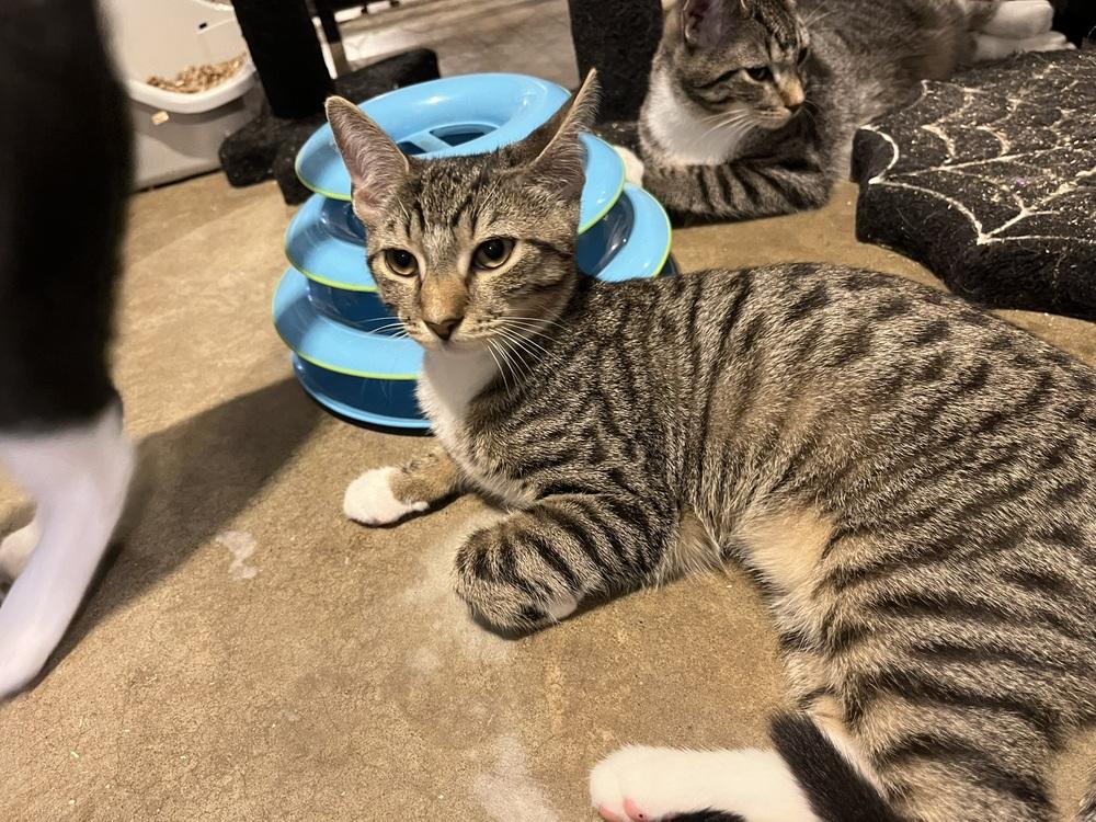 Enlarge Annie (BONDED PAIR), a Adoptable Domestic Short Hair in Bolton, CT image 1/6